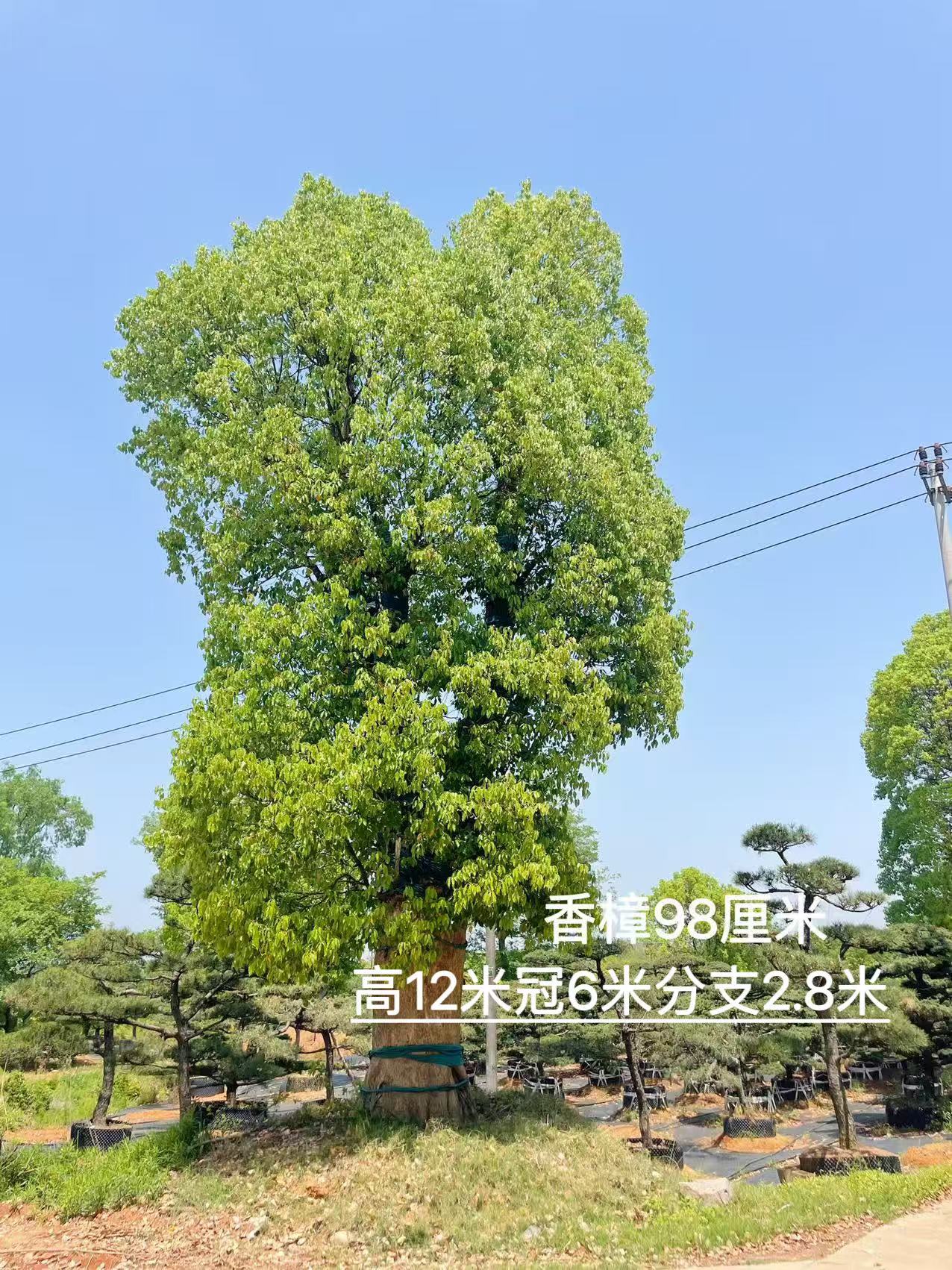 大香樟实拍