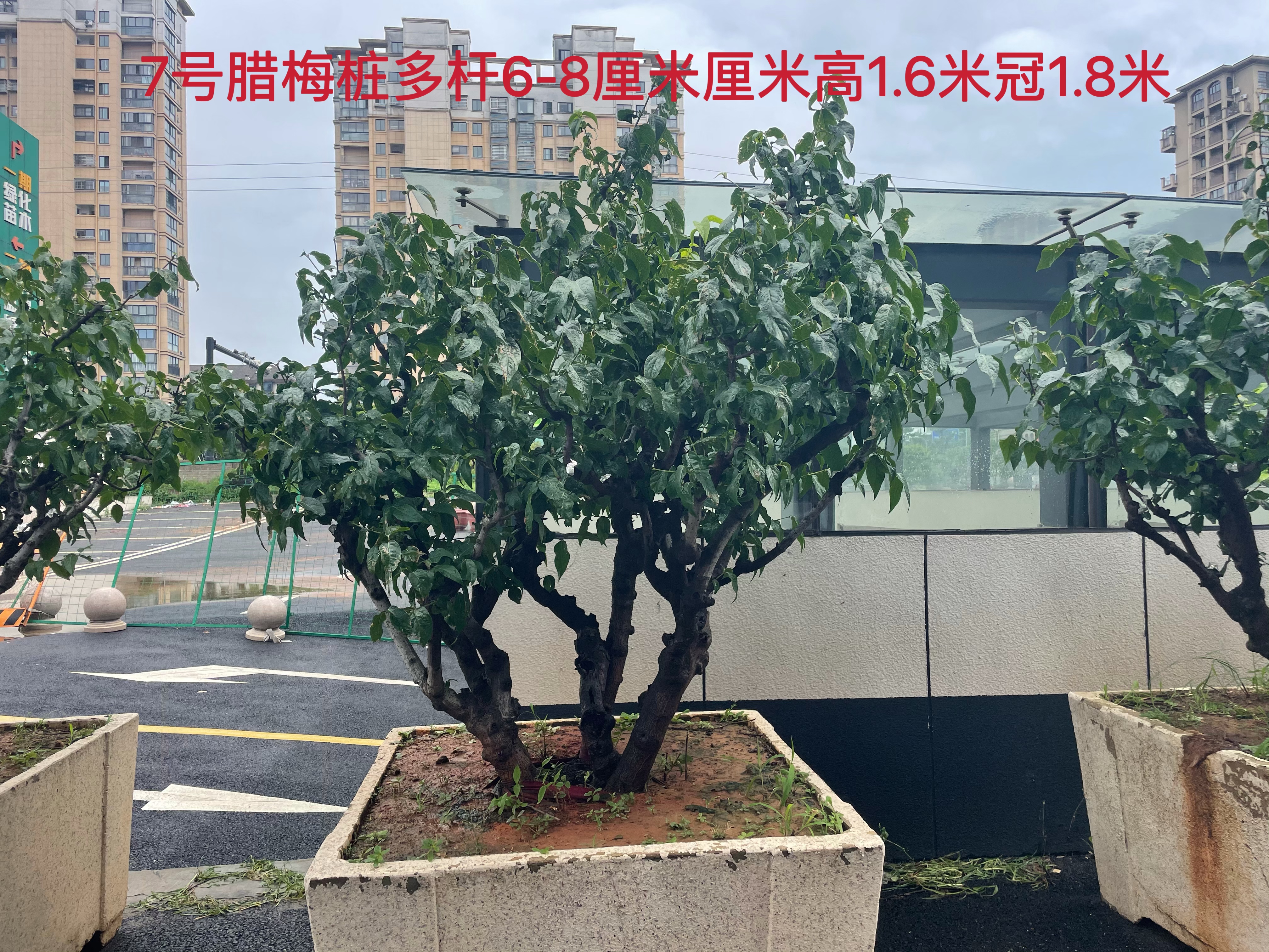 造型蜡梅实拍