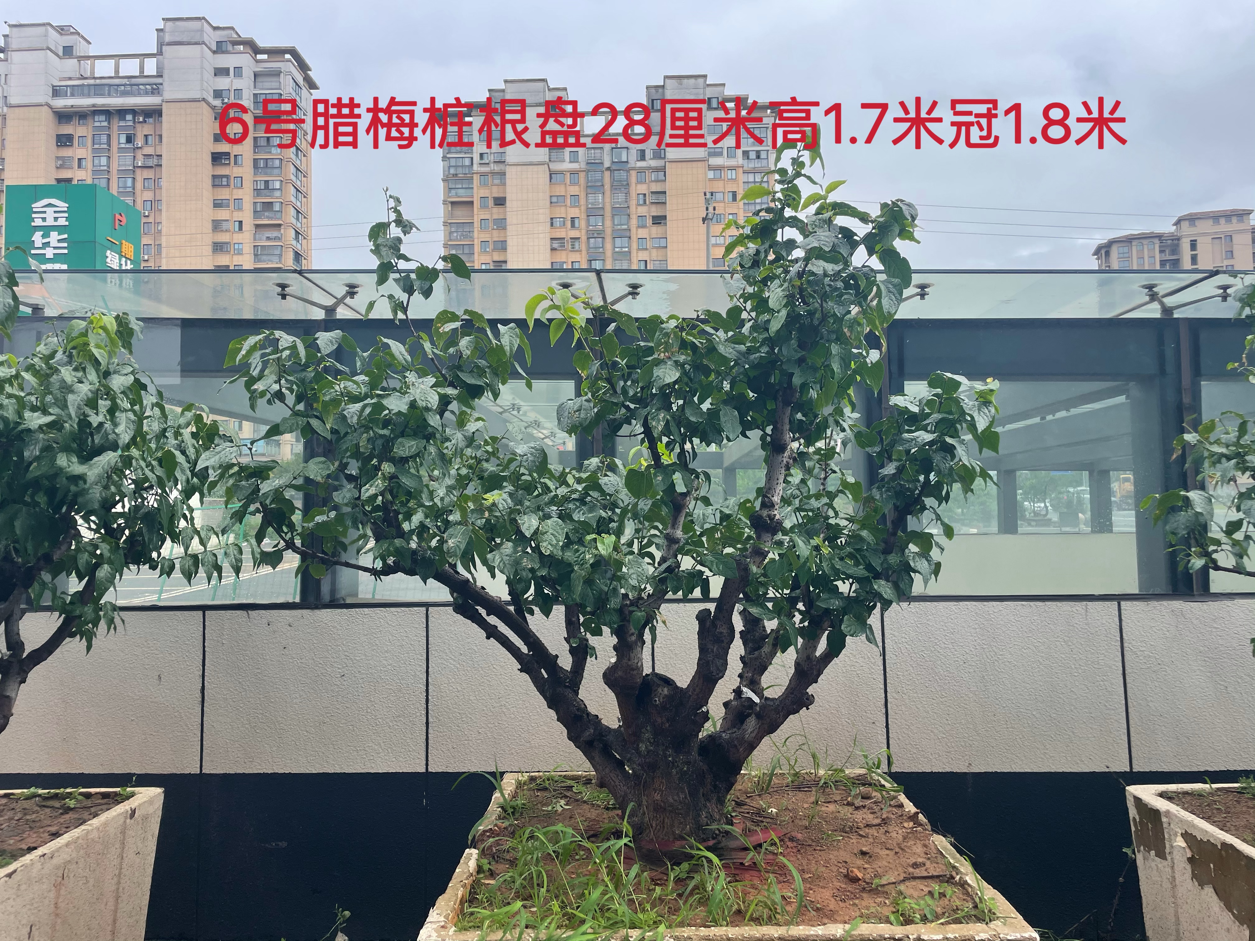 造型蜡梅实拍