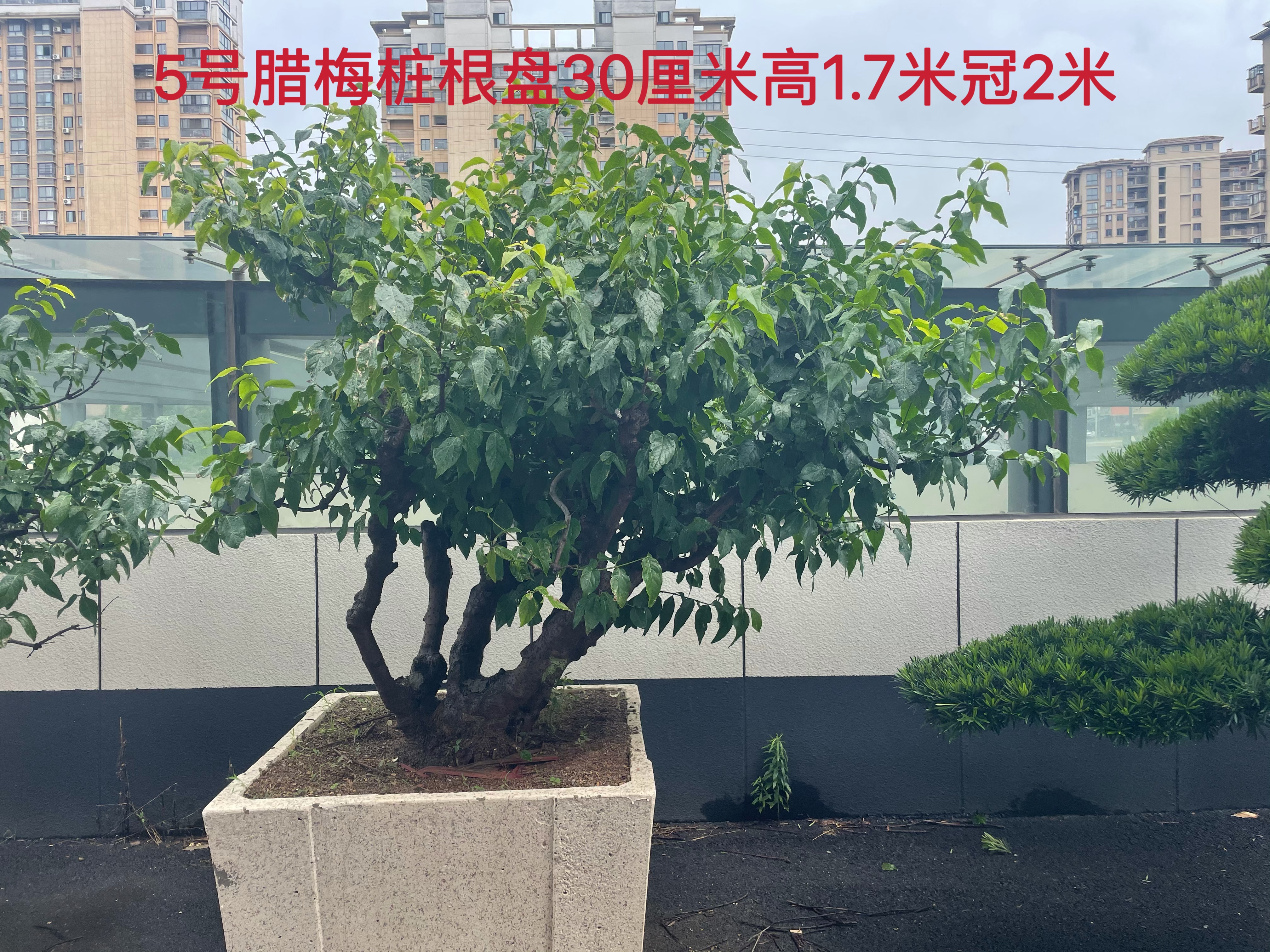 造型蜡梅实拍