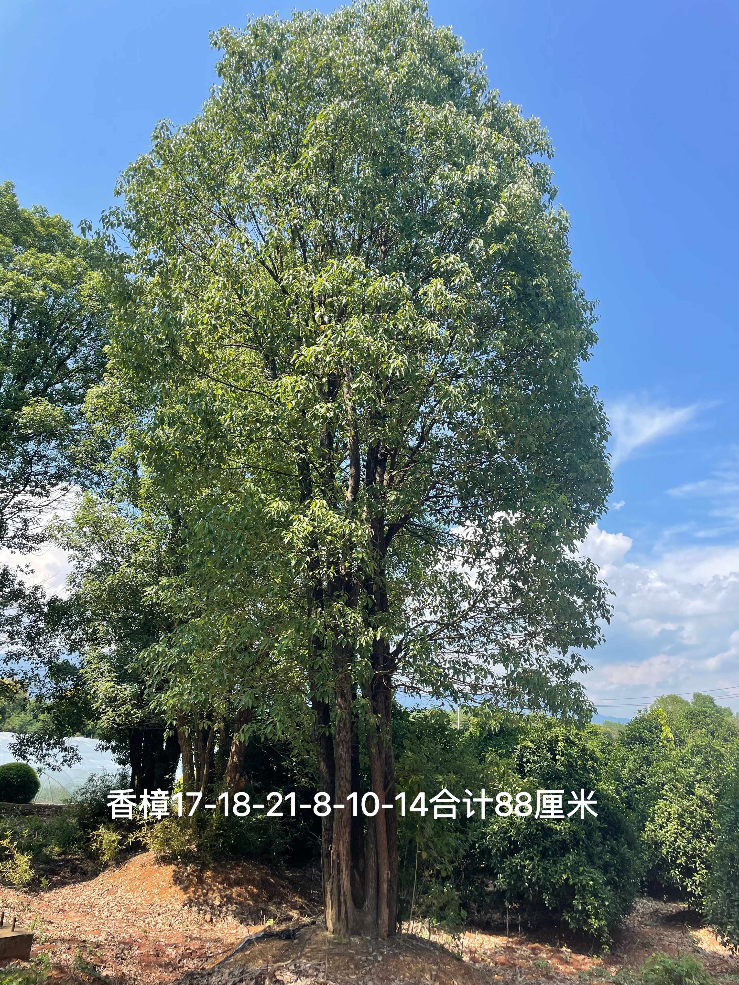 丛生香樟实拍