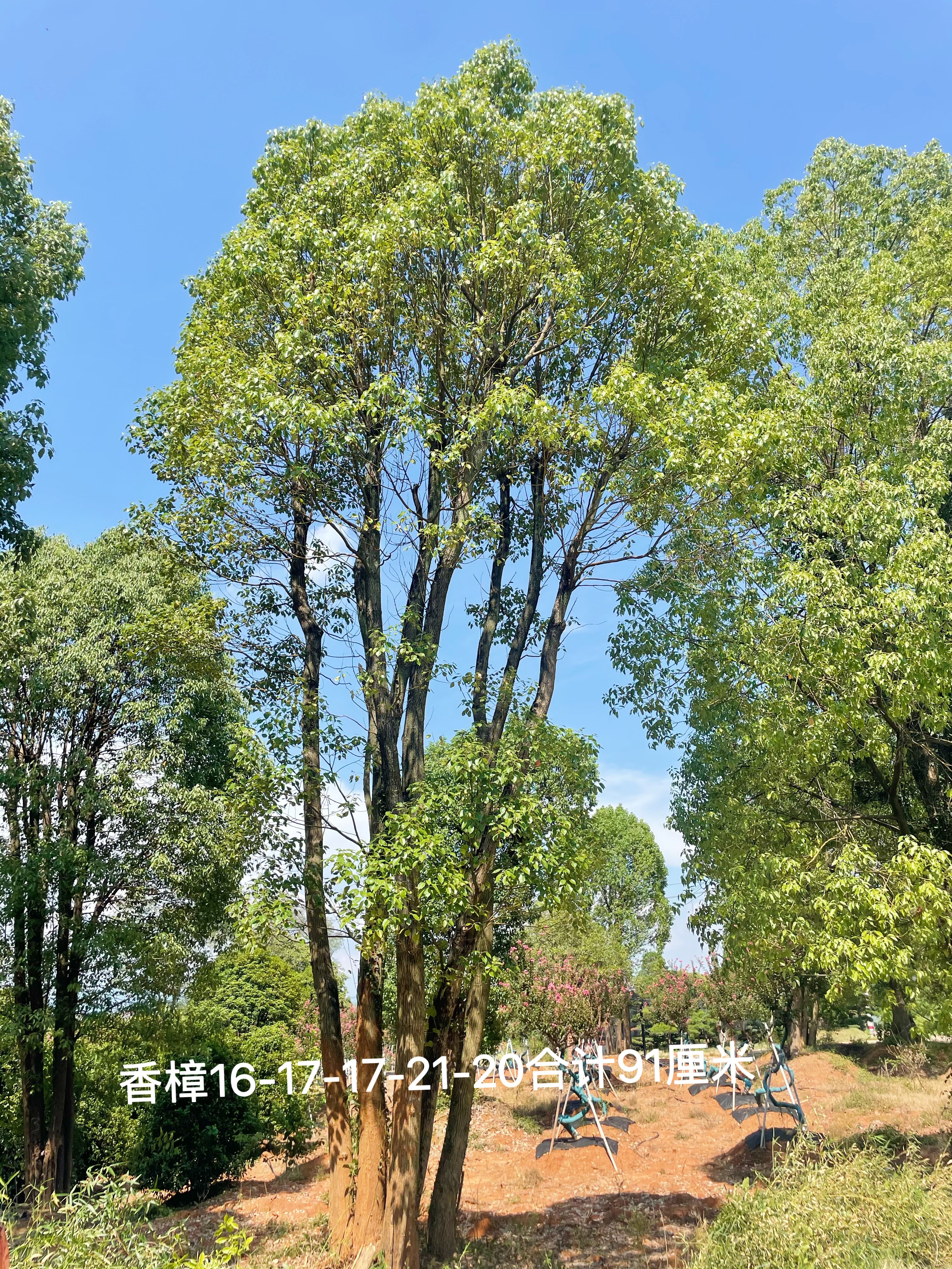 丛生香樟实拍