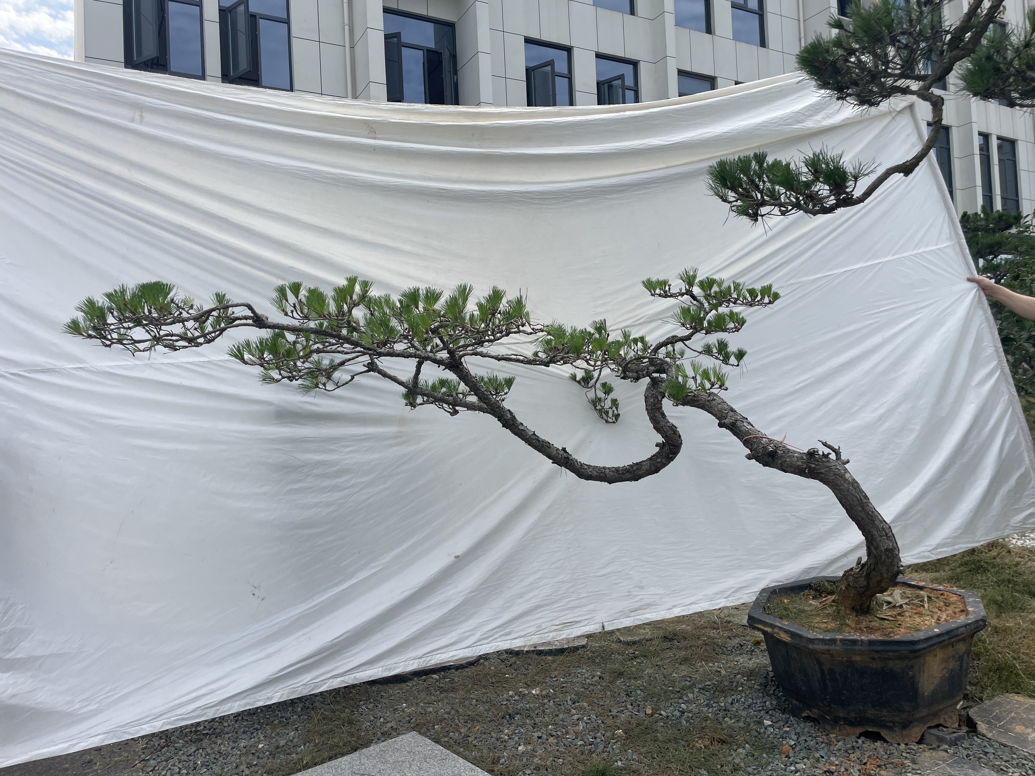 造型黑松实拍