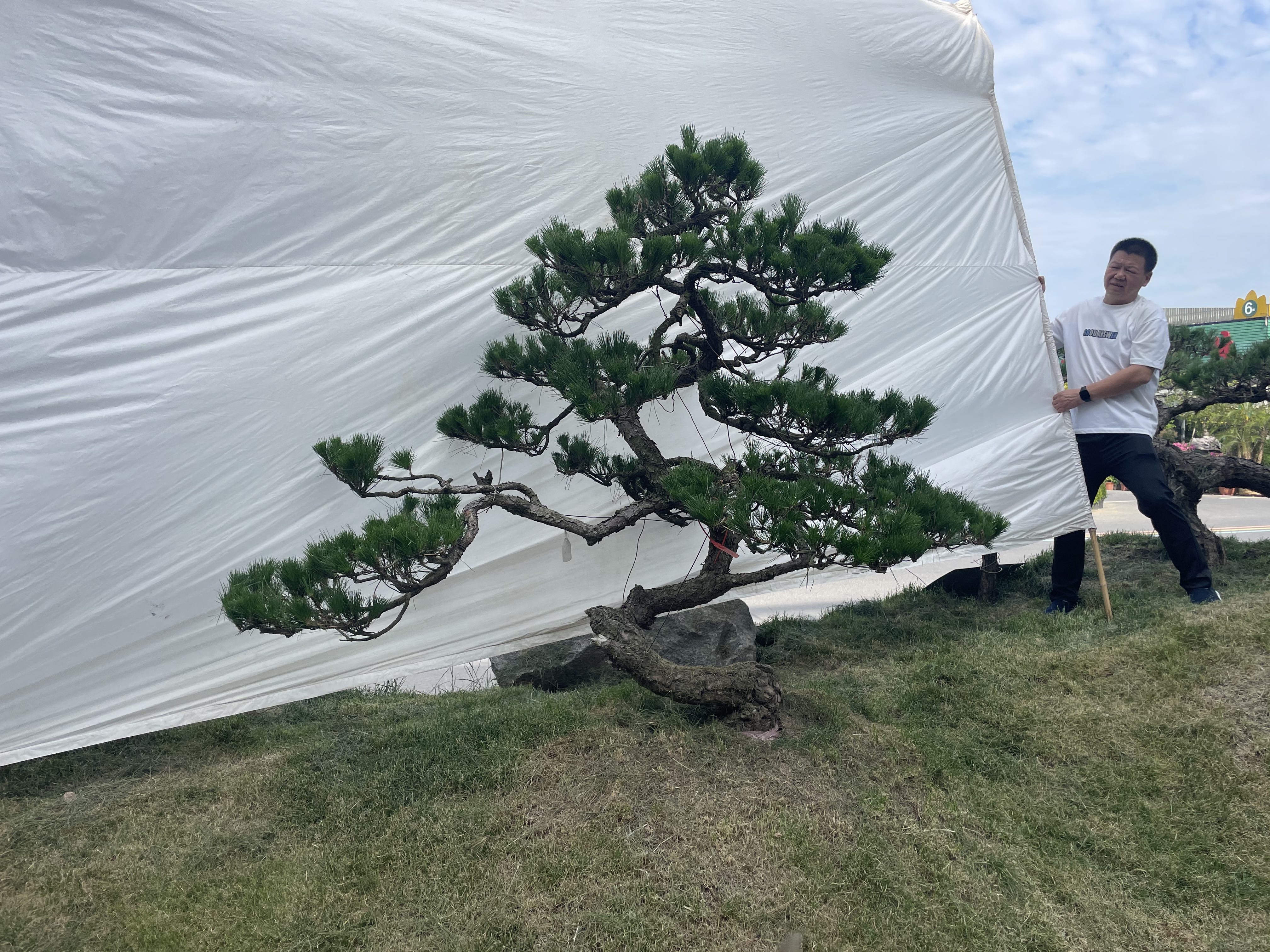 造型黑松实拍