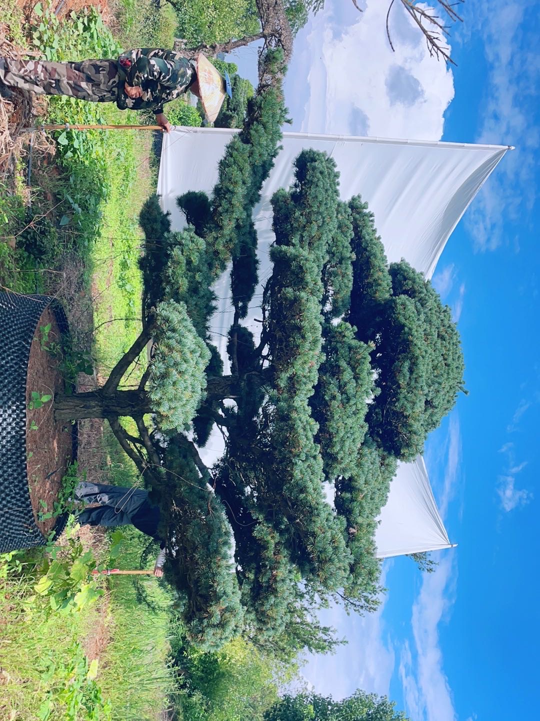 造型五针松实拍