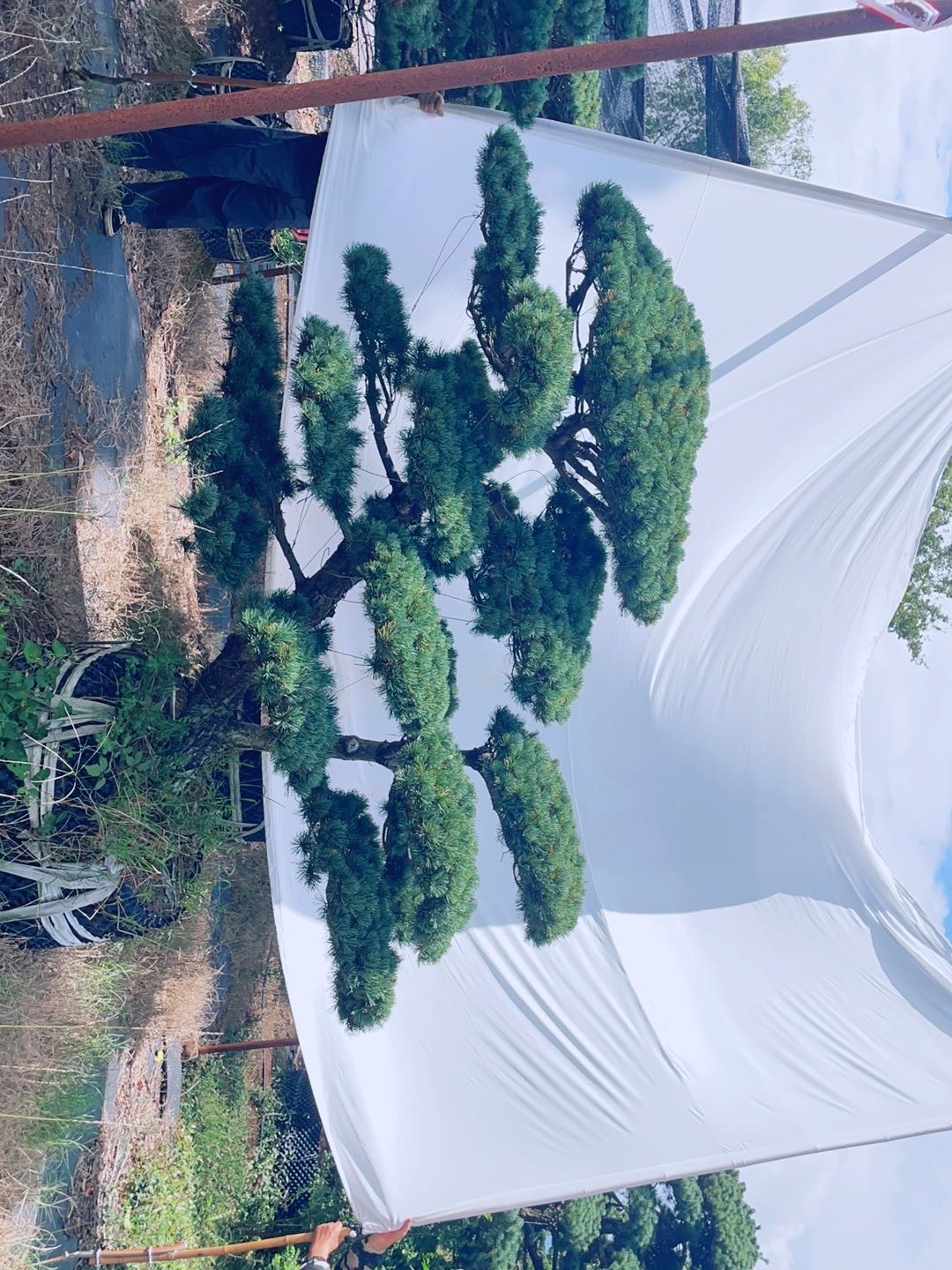 造型五针松实拍