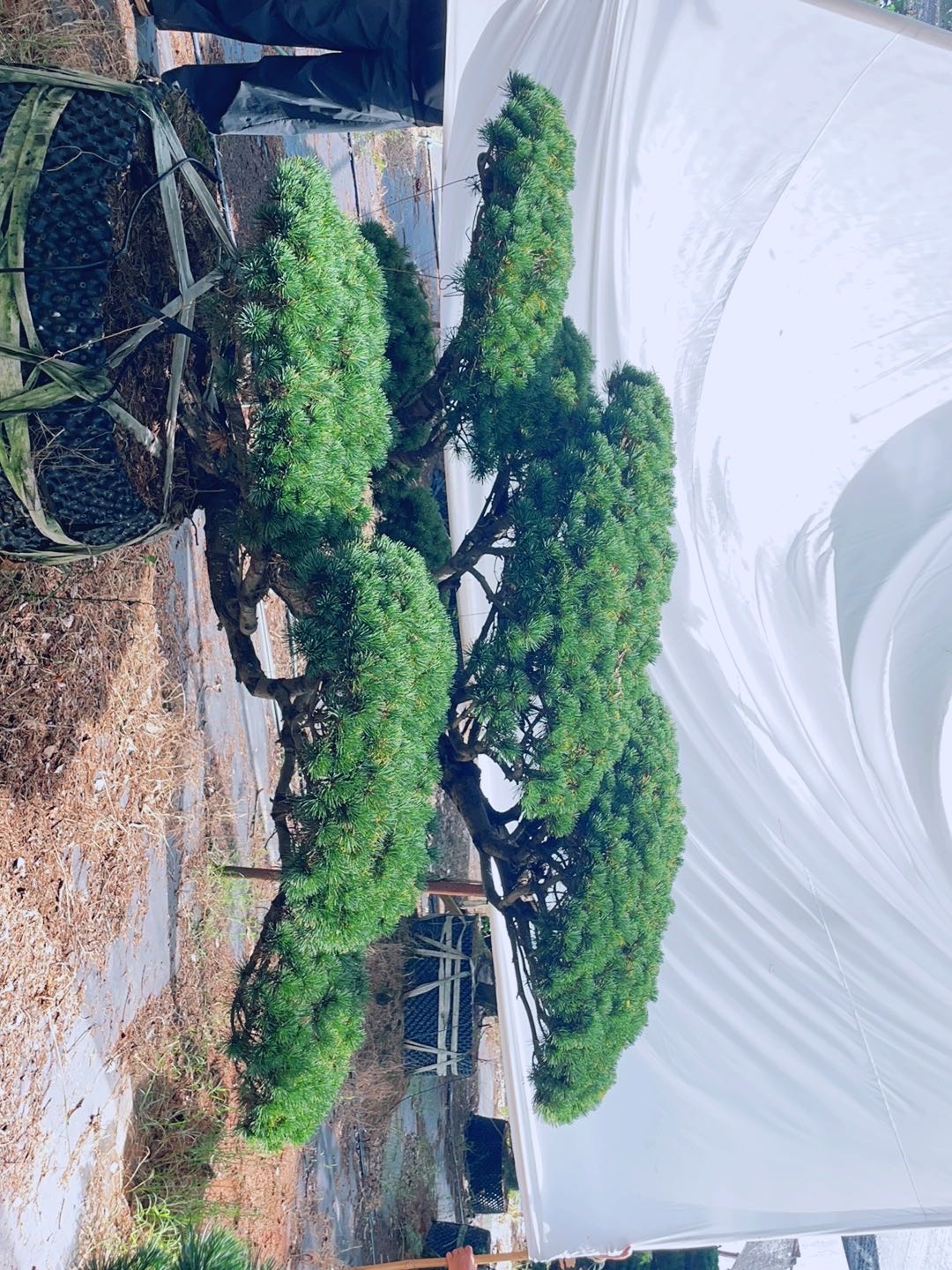 造型五针松实拍