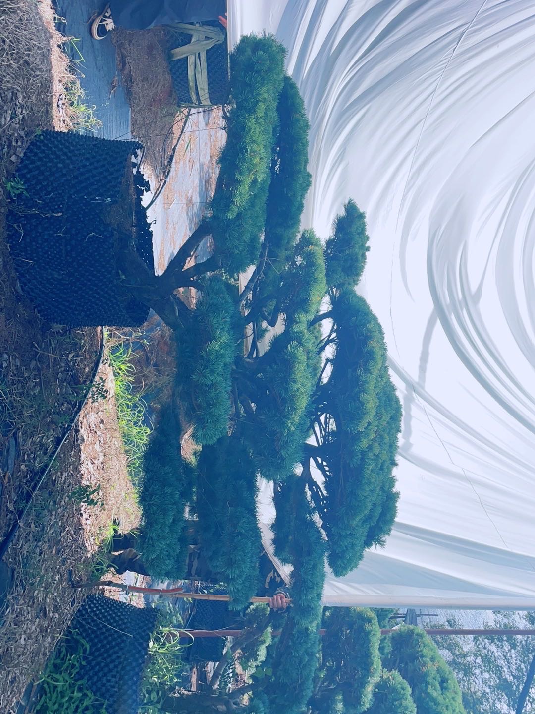 造型五针松实拍