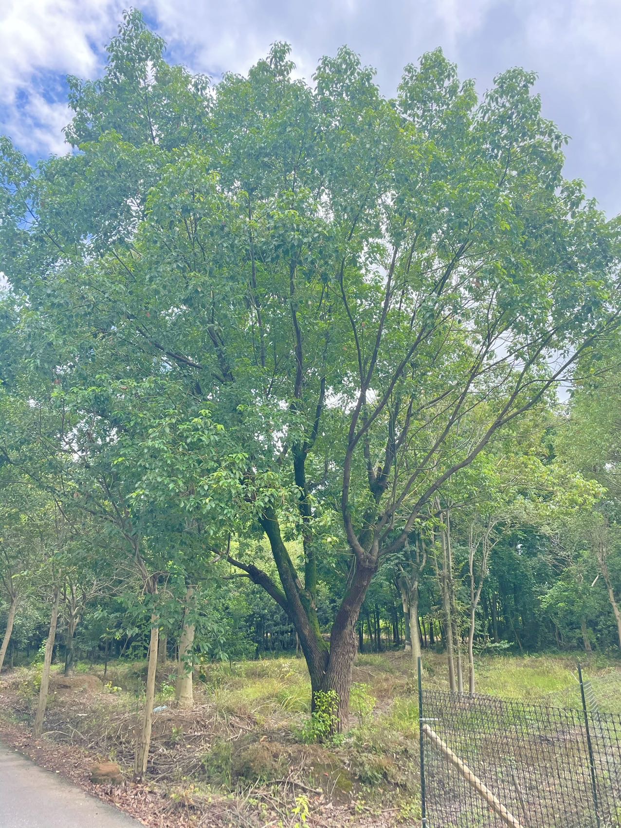 低分支独本香樟实拍