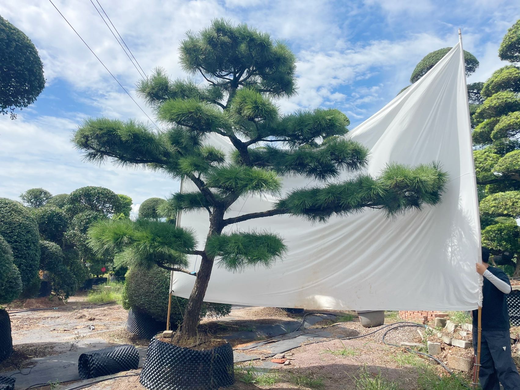 造型黑松实拍