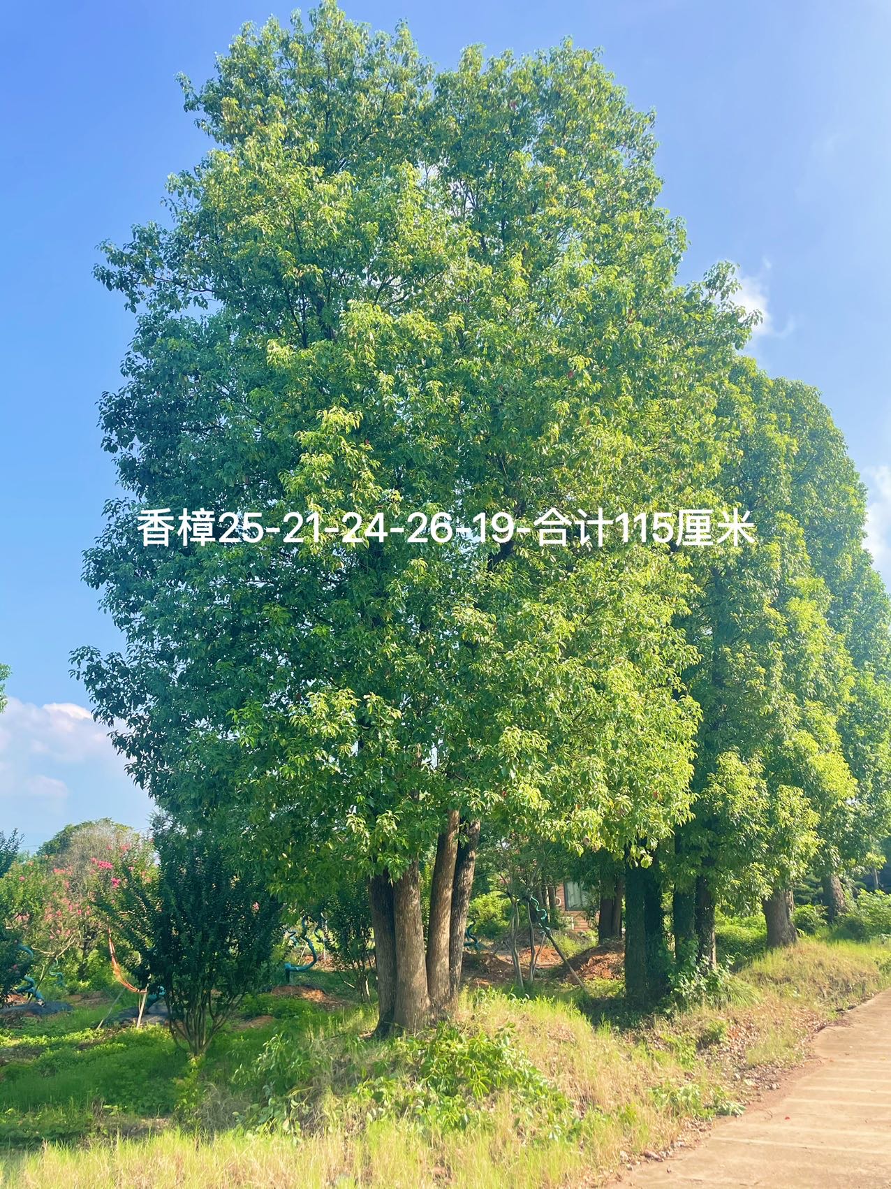 丛生香樟实拍