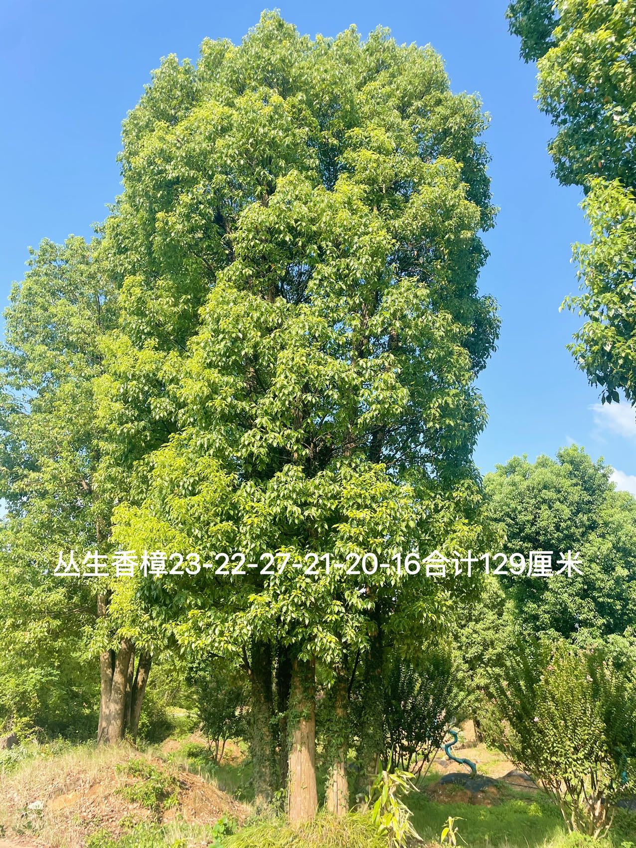 丛生香樟实拍