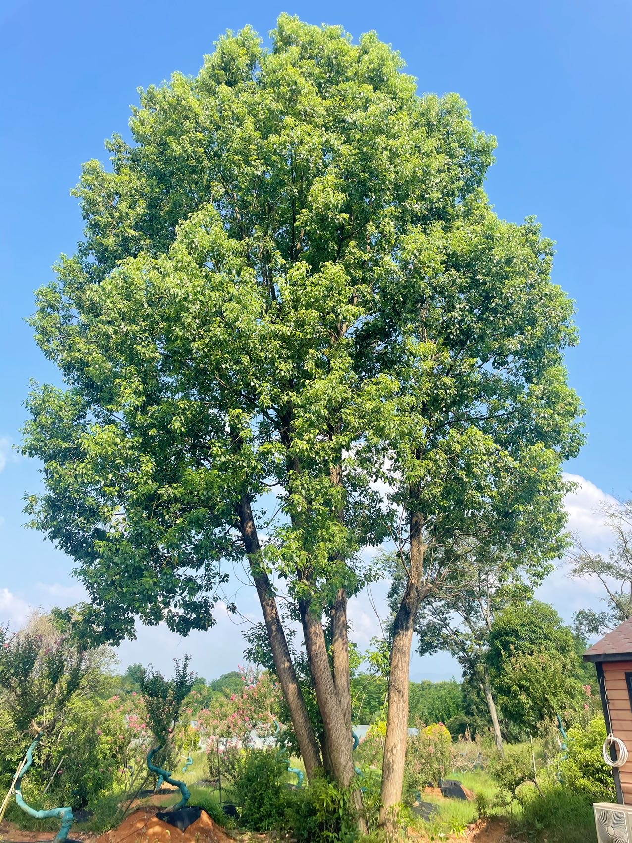 丛生香樟实拍