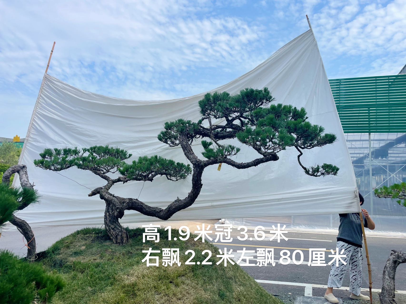 造型黑松实拍