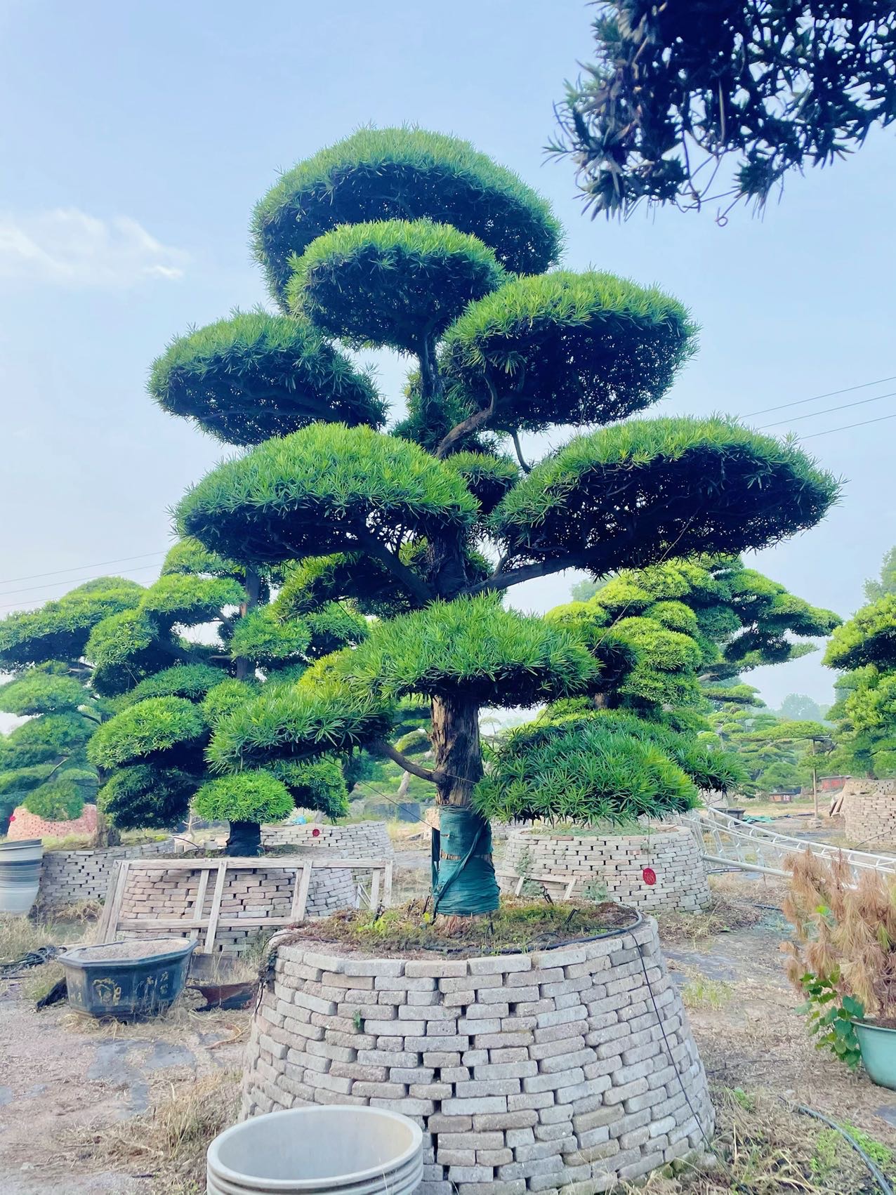进口罗汉松实拍