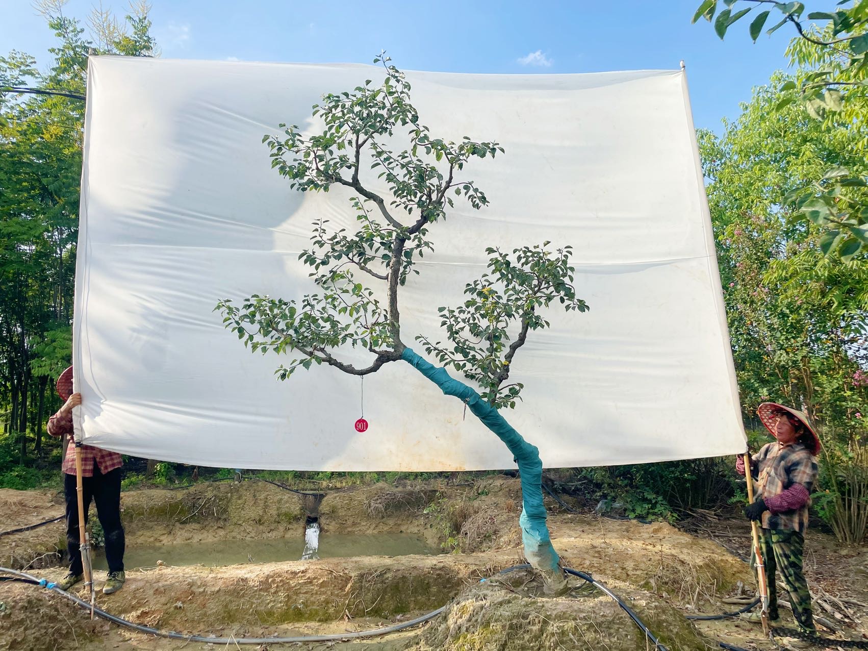 斜飘造型梅花实拍