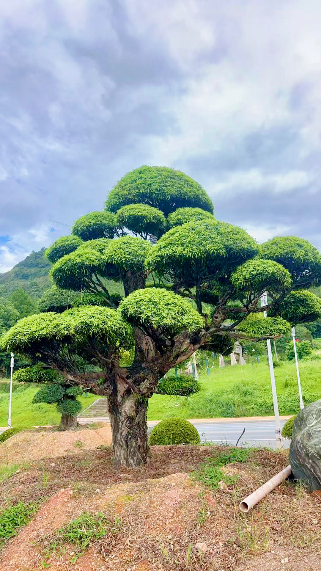 老桩厚实多云片罗汉松实拍