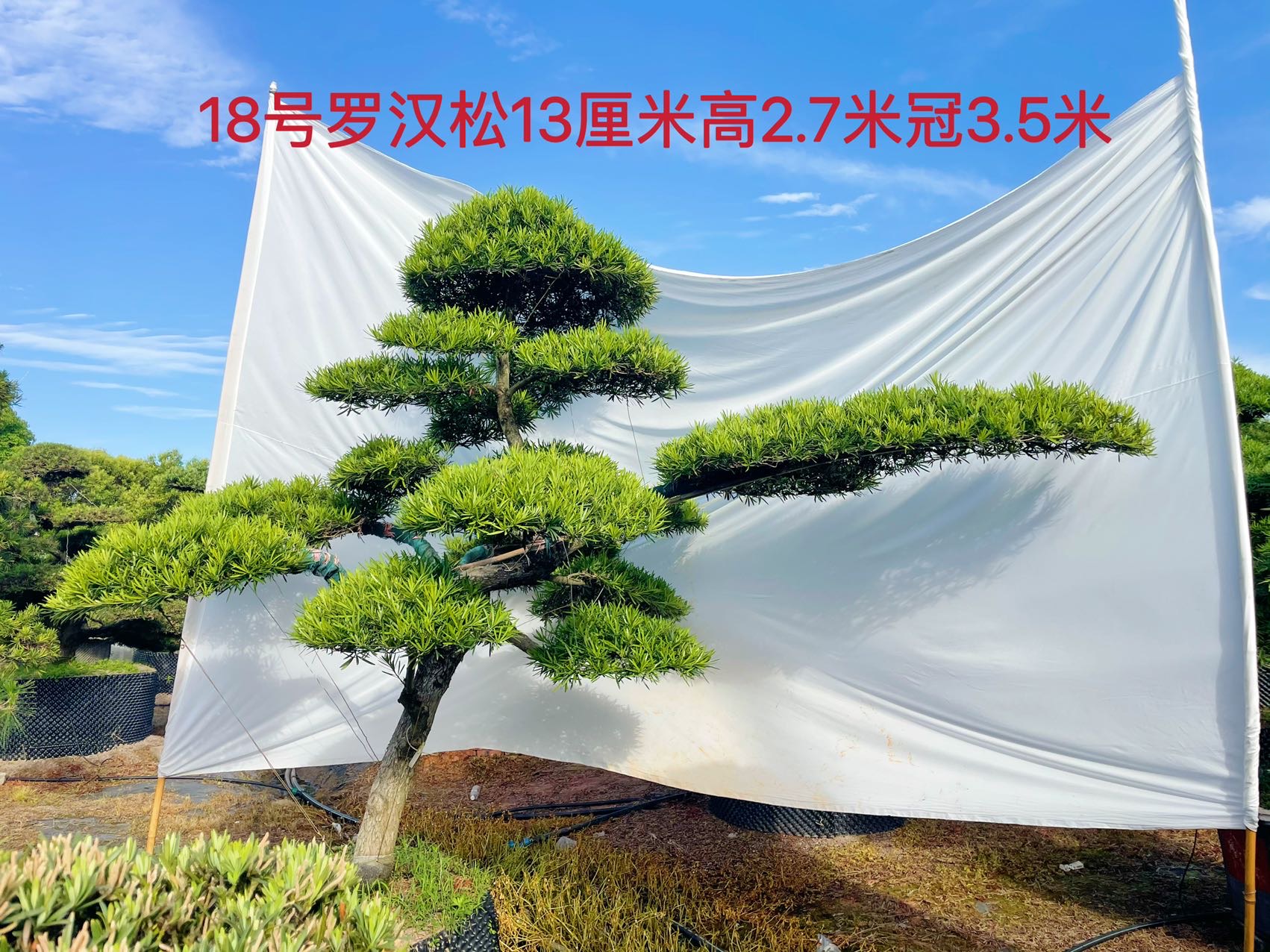 国产罗汉松实拍