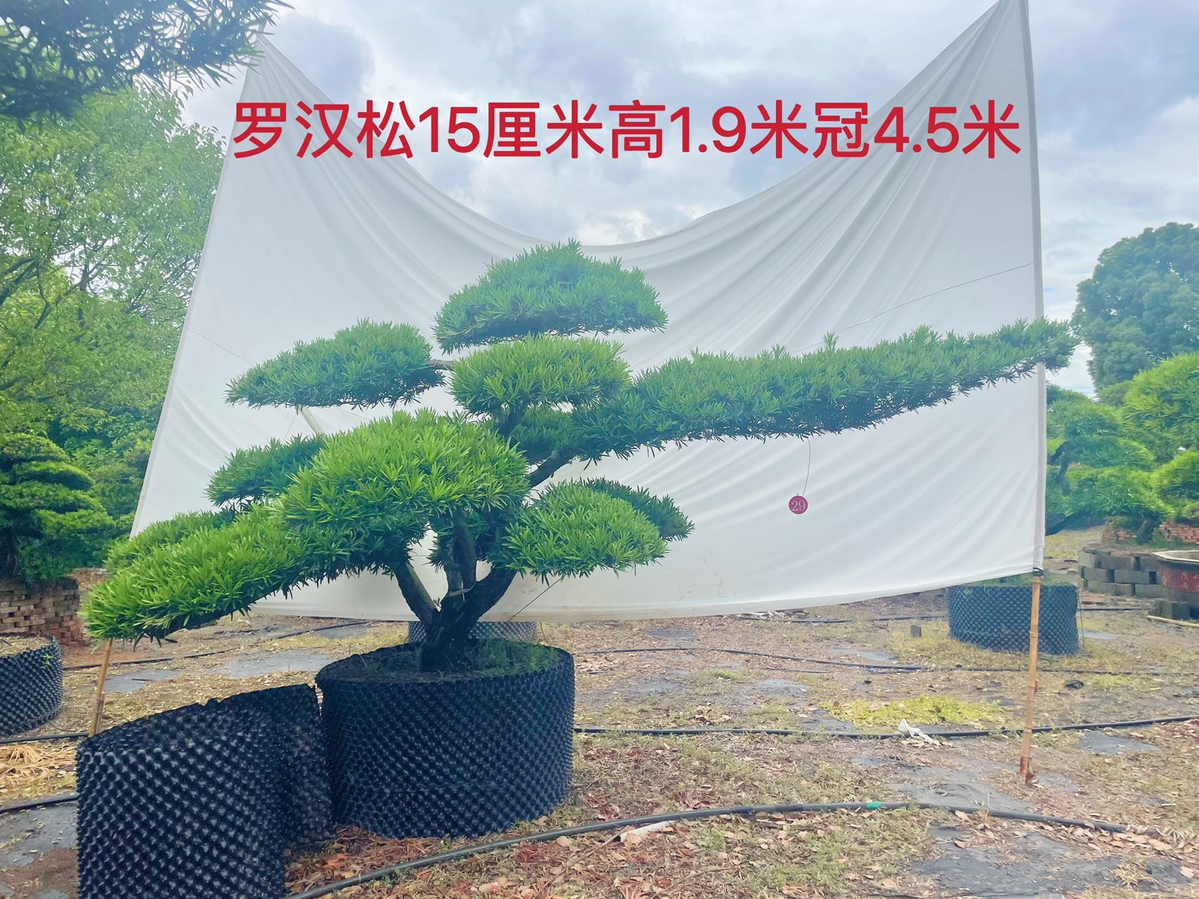 国产罗汉松实拍