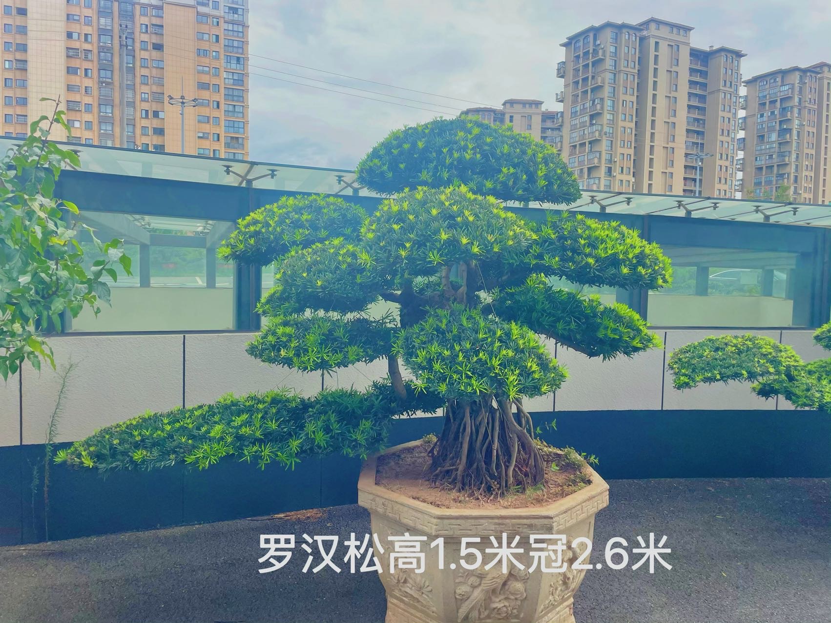 提根造型罗汉松实拍