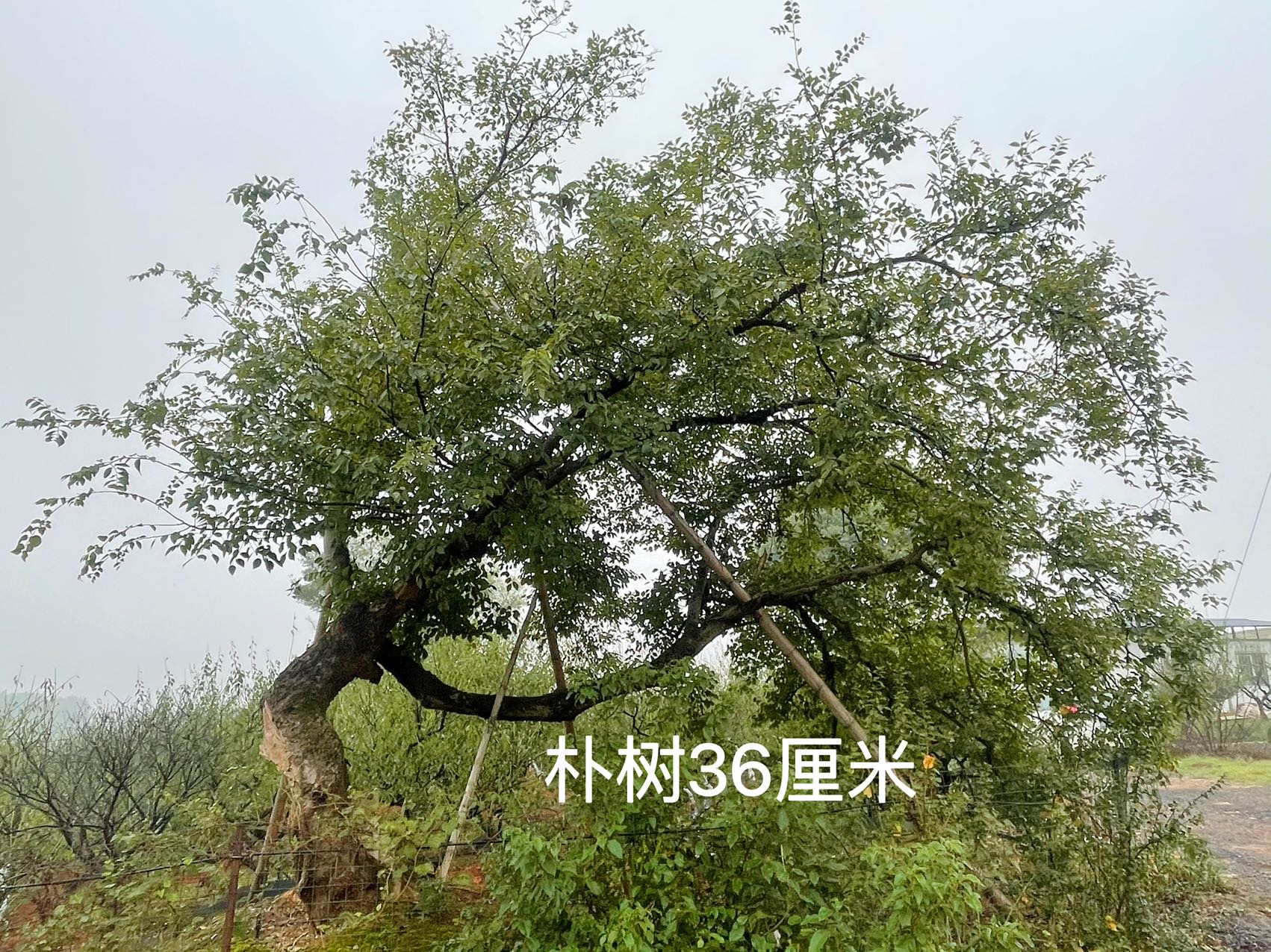 造型斜飘朴树实拍
