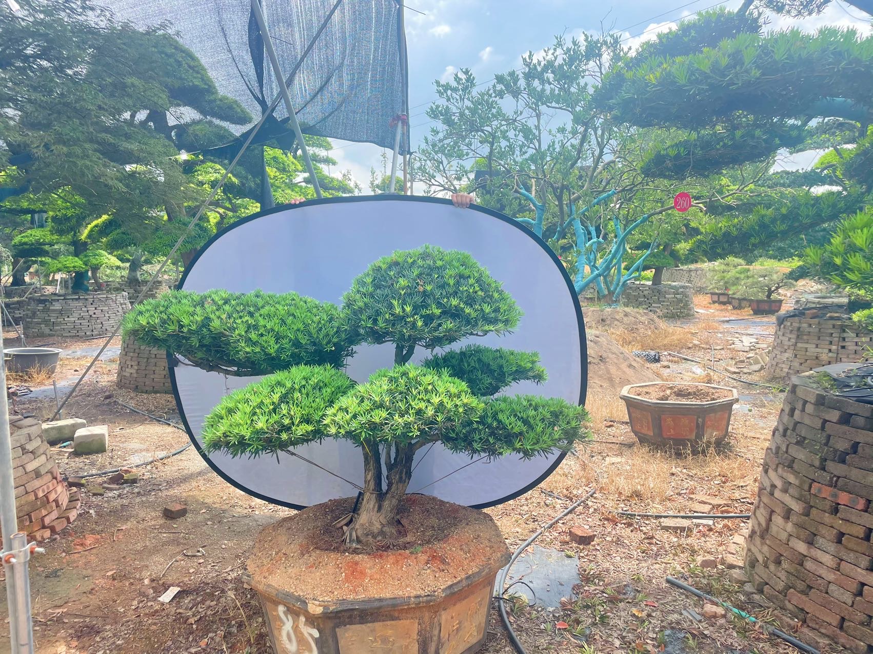 雀舌造型小罗汉松实拍