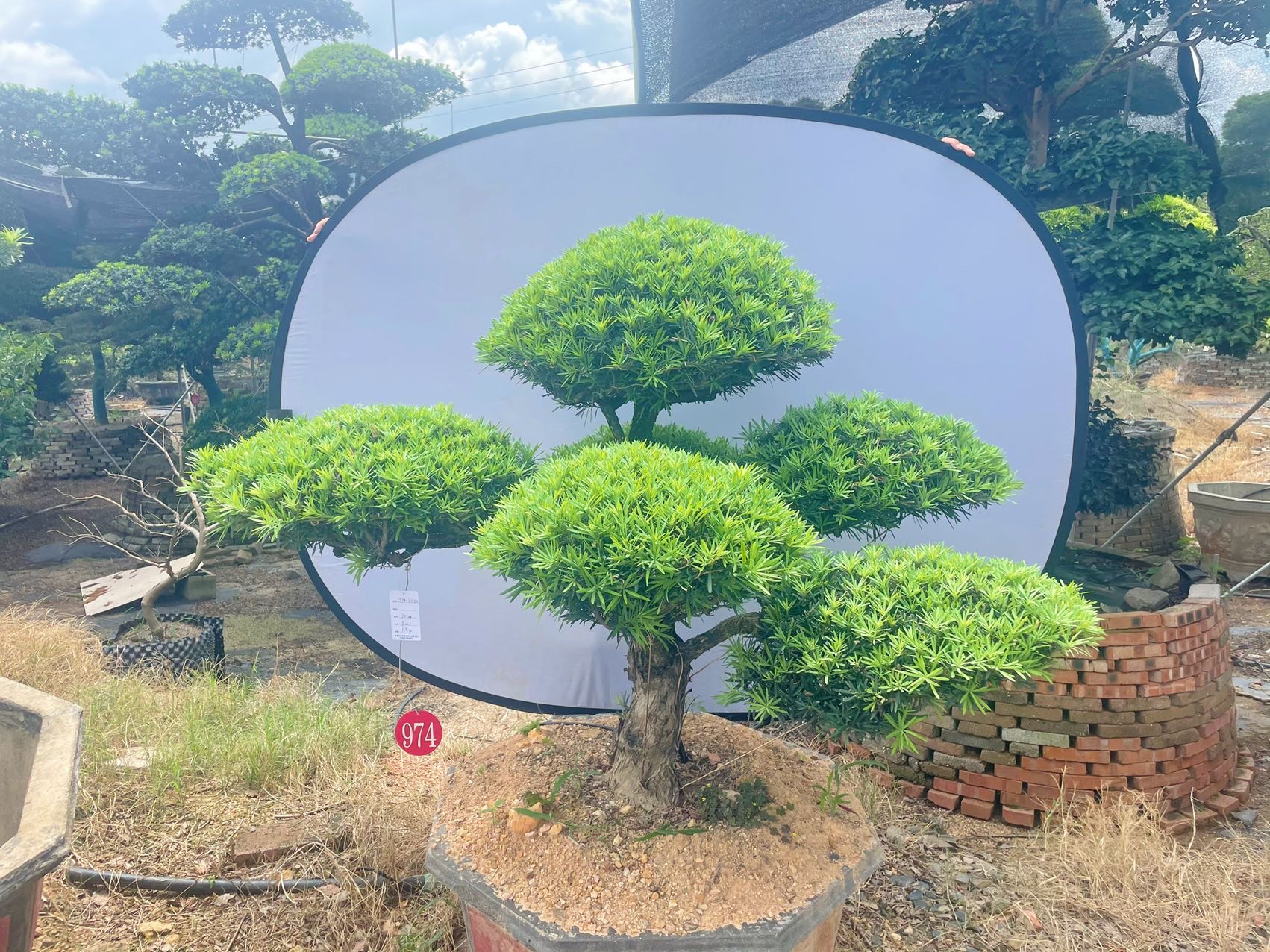 雀舌造型小罗汉松实拍