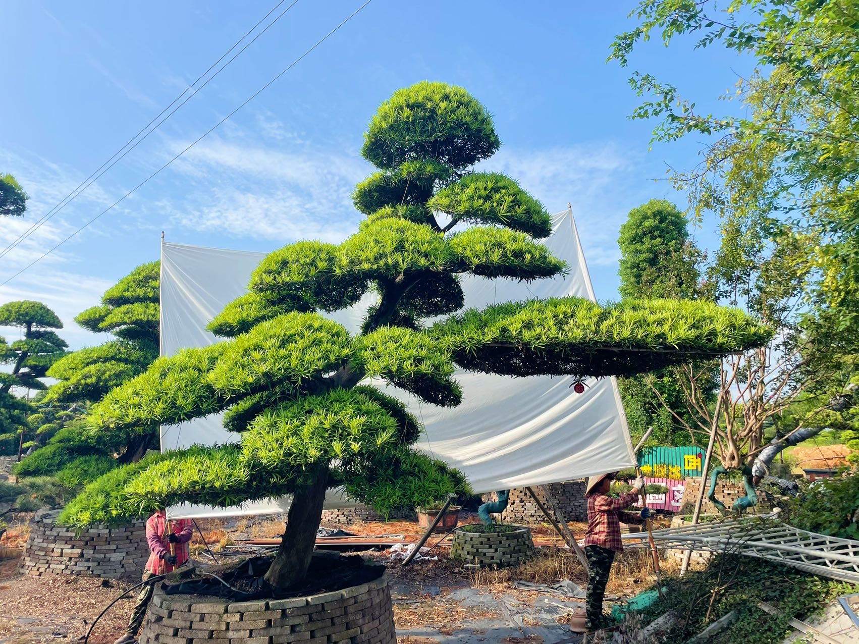 进口罗汉松实拍