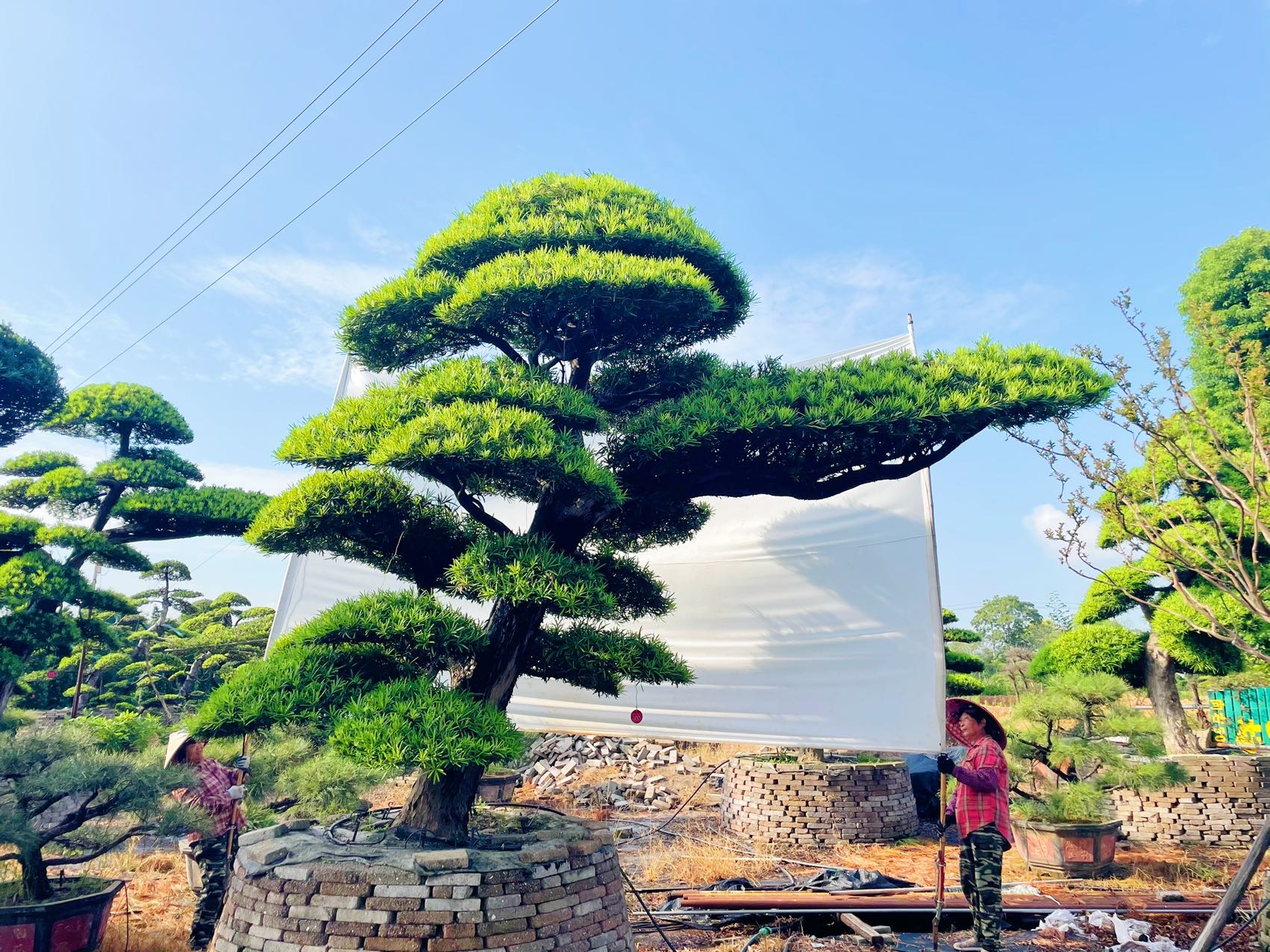 进口罗汉松实拍