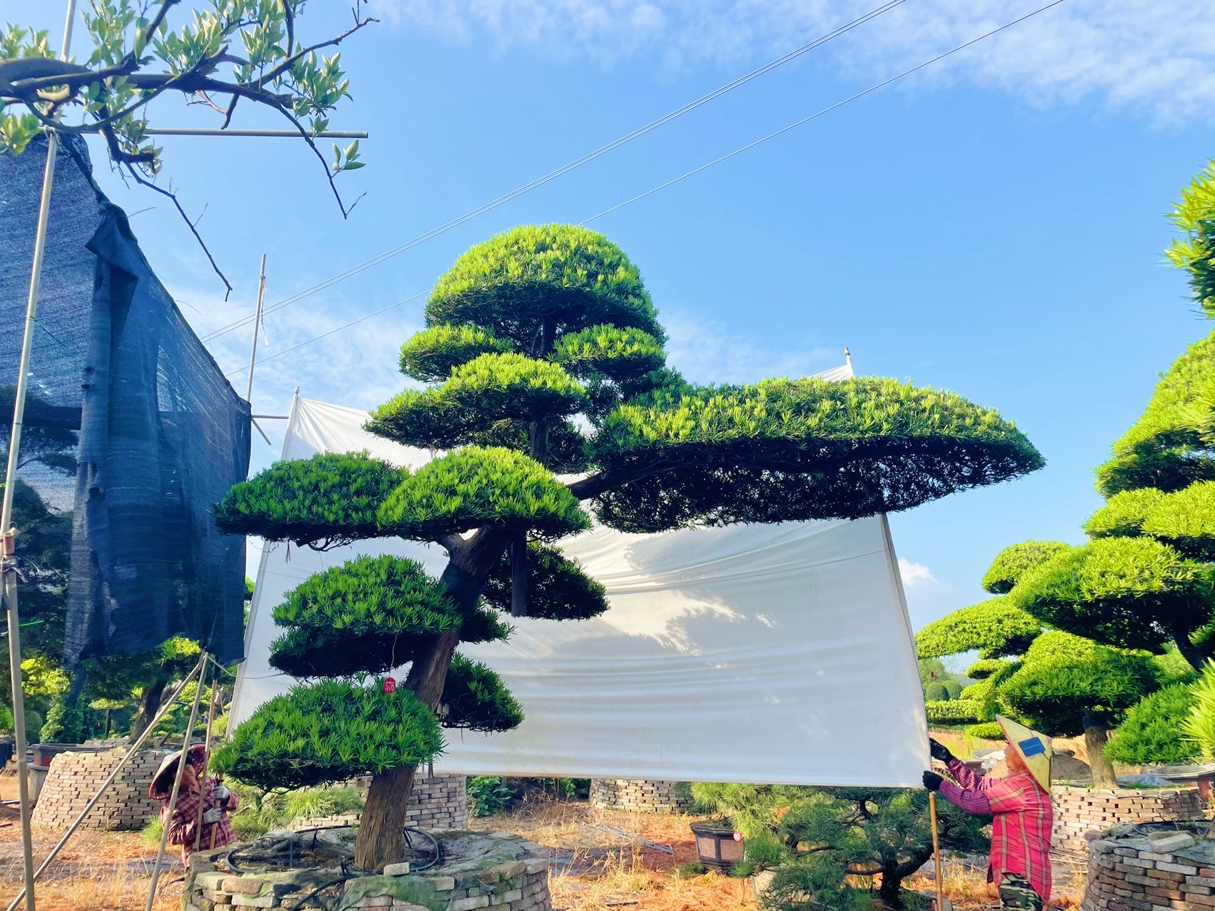 进口斜飘罗汉松实拍