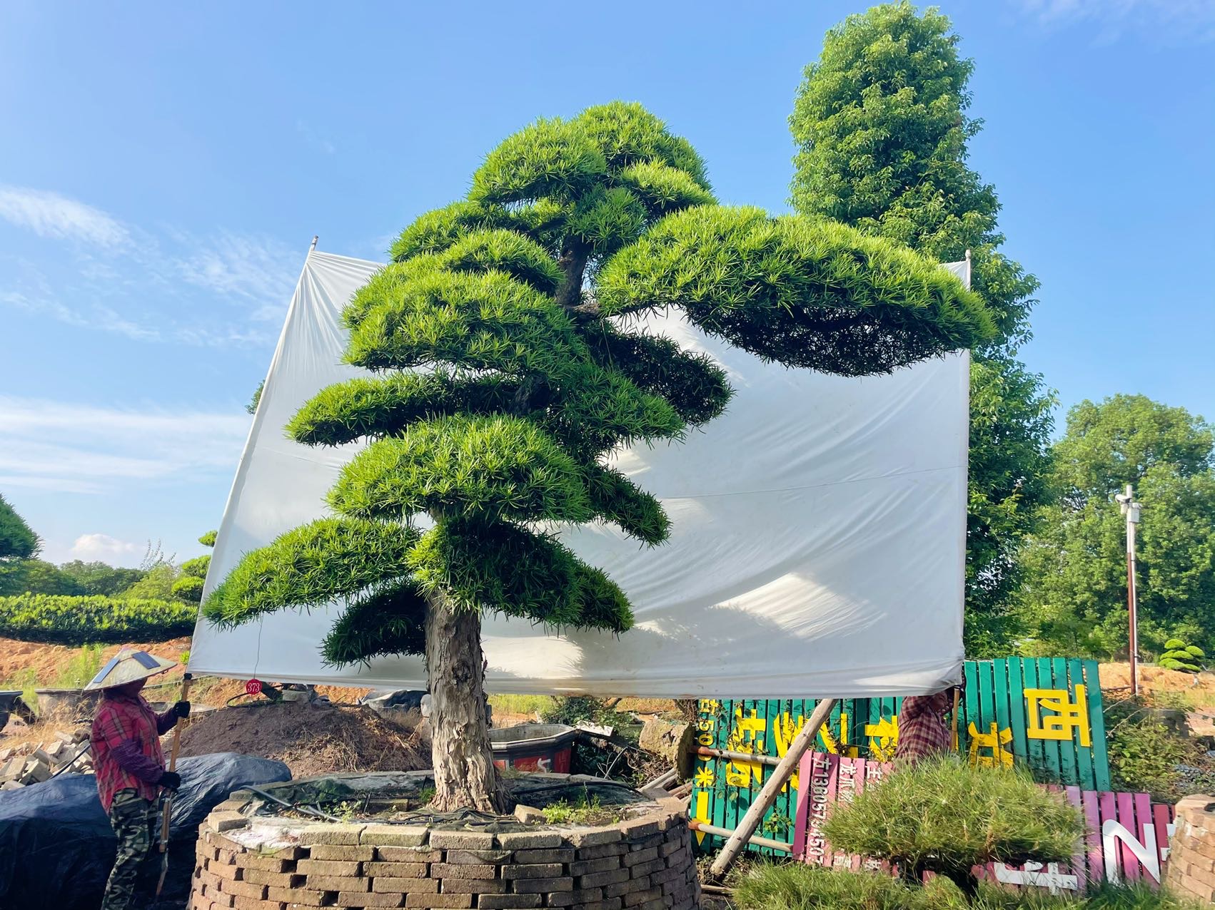 进口罗汉松实拍