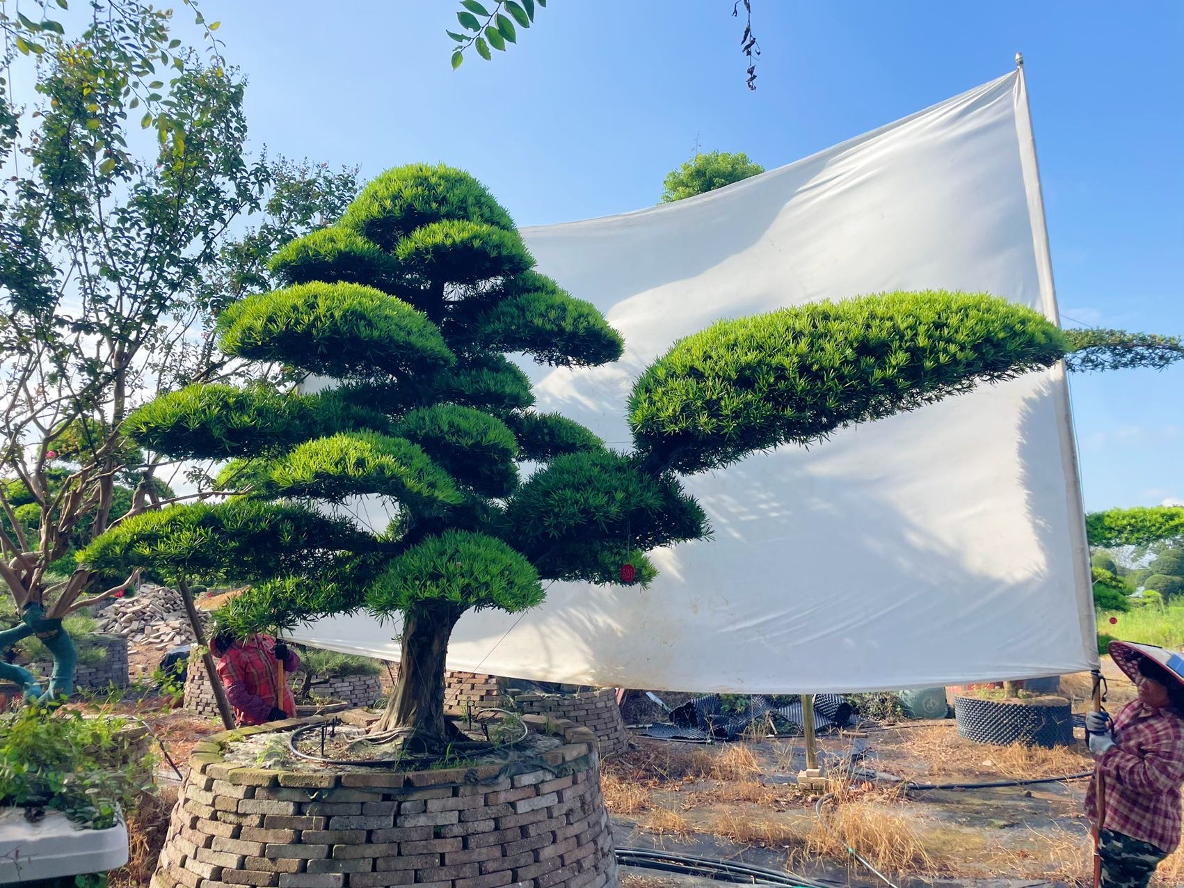 进口罗汉松实拍