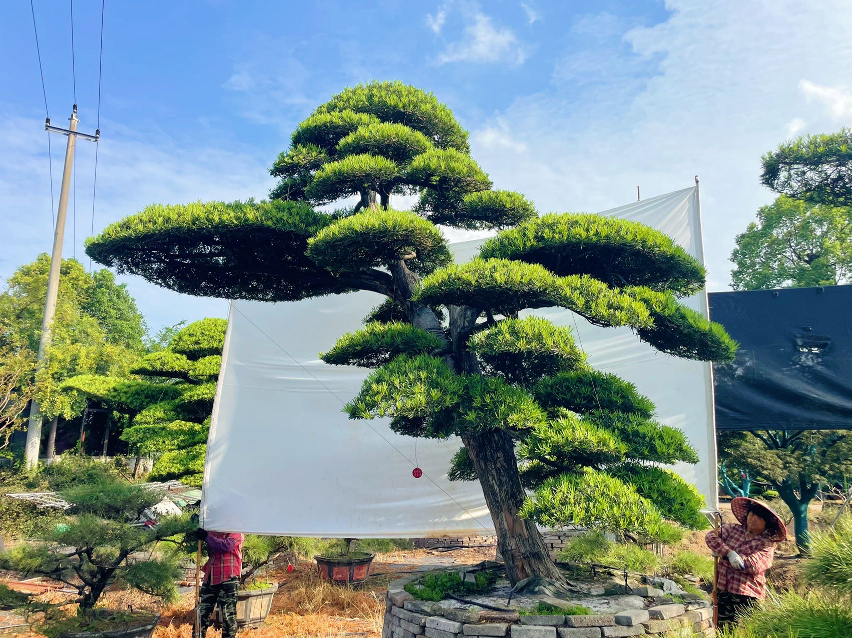 进口罗汉松实拍