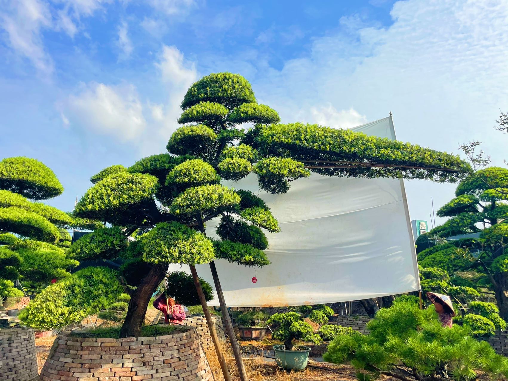 进口罗汉松实拍