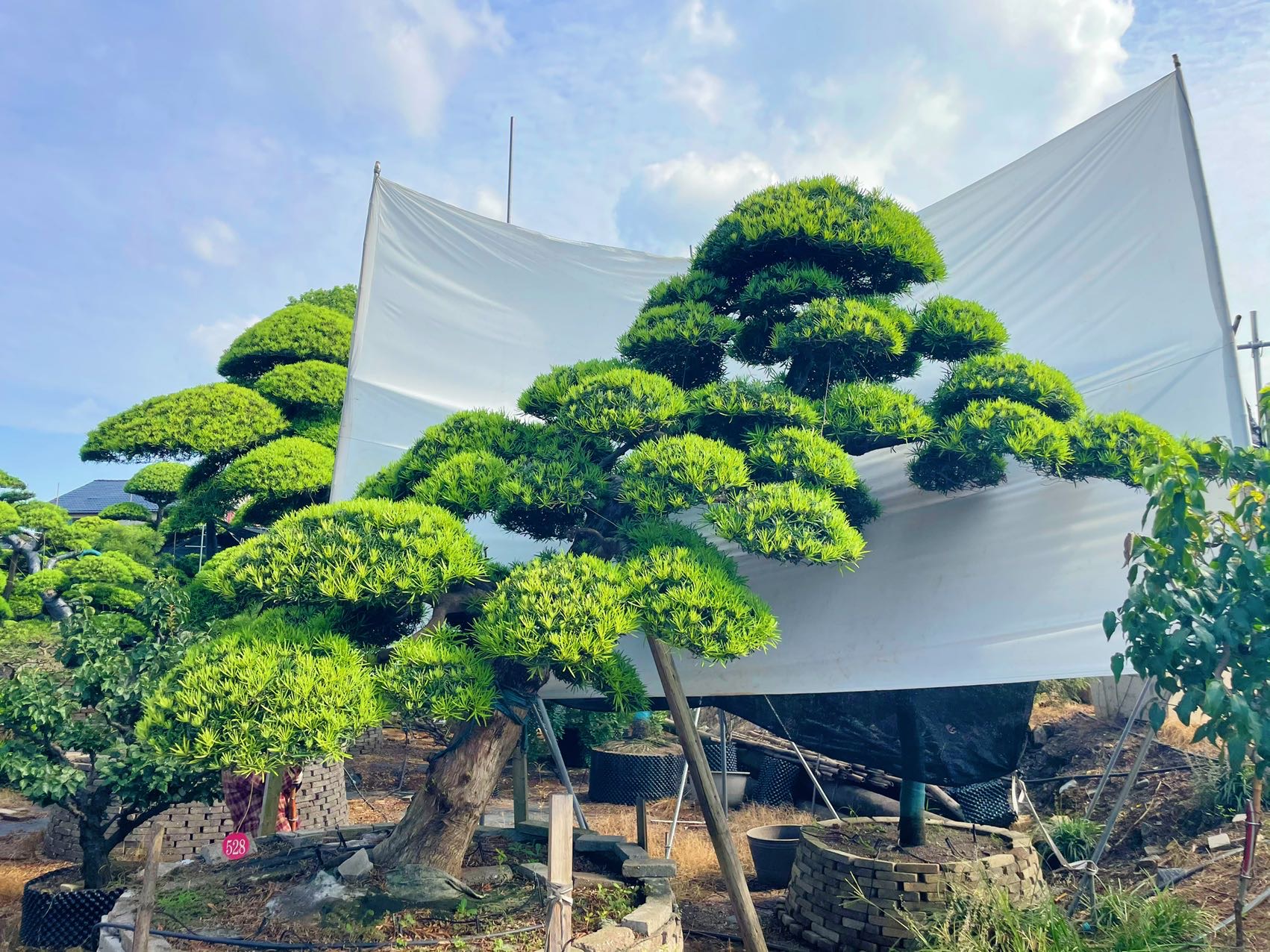 进口罗汉松实拍