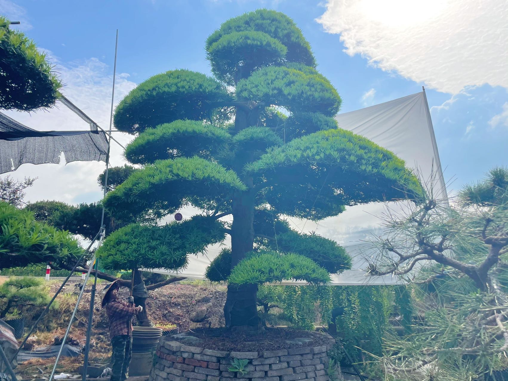 进口罗汉松实拍