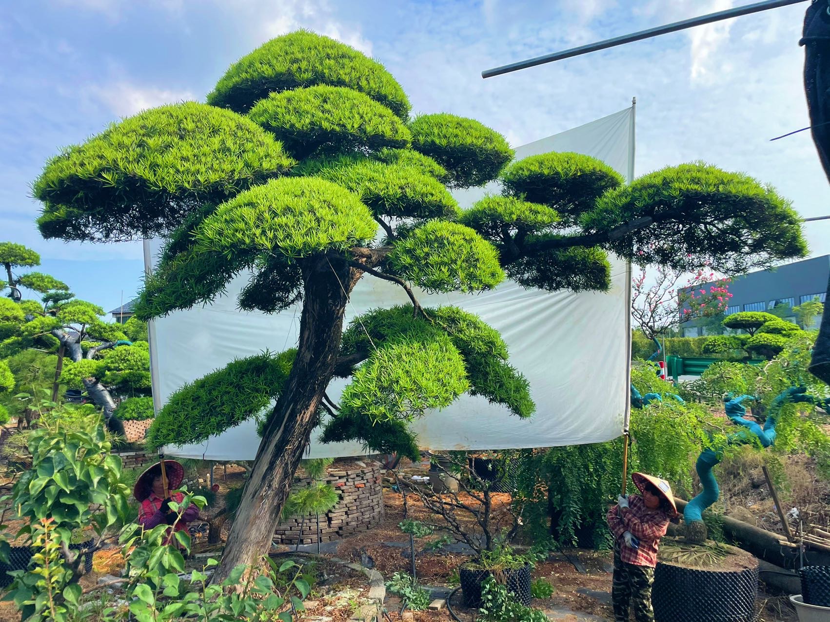 进口罗汉松实拍
