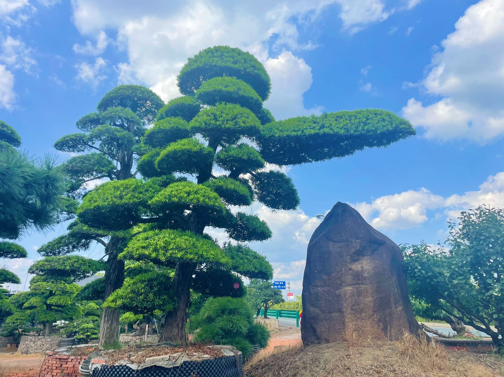 斜飘造型罗汉松实拍