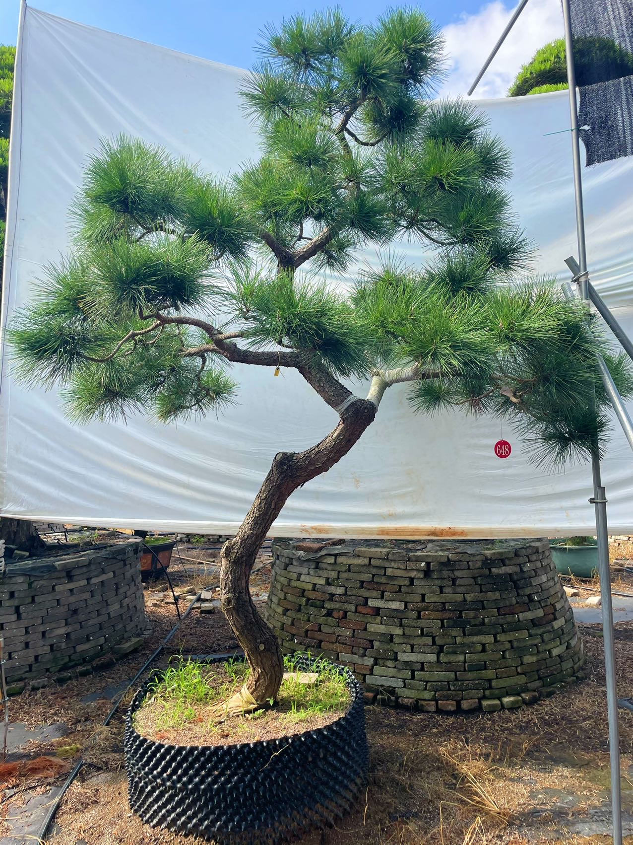 自然弯杆造型黑松实拍
