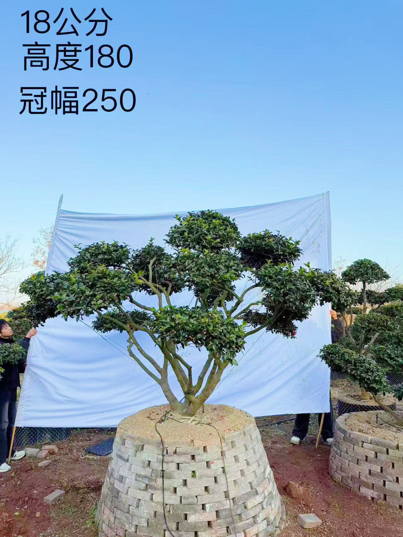 造型茶梅实拍
