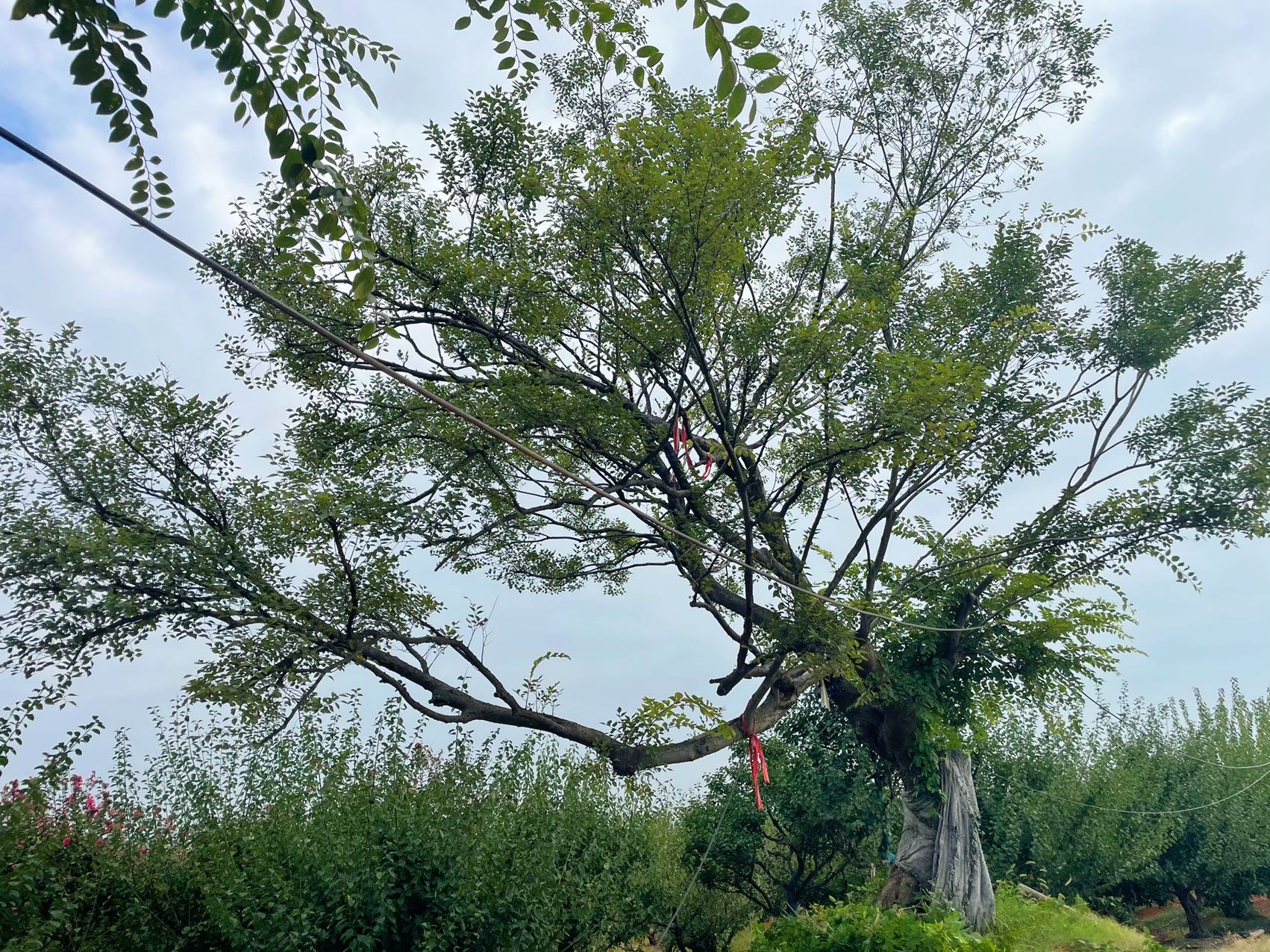 造型朴树实拍