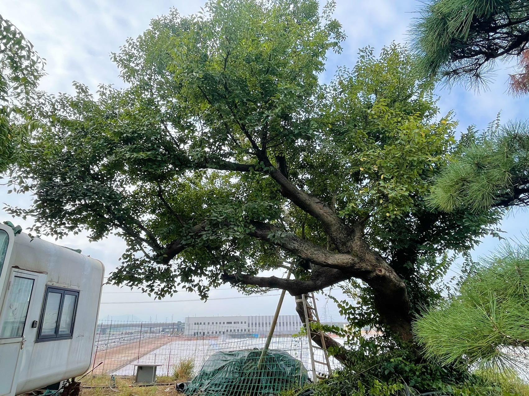 斜飘朴树实拍