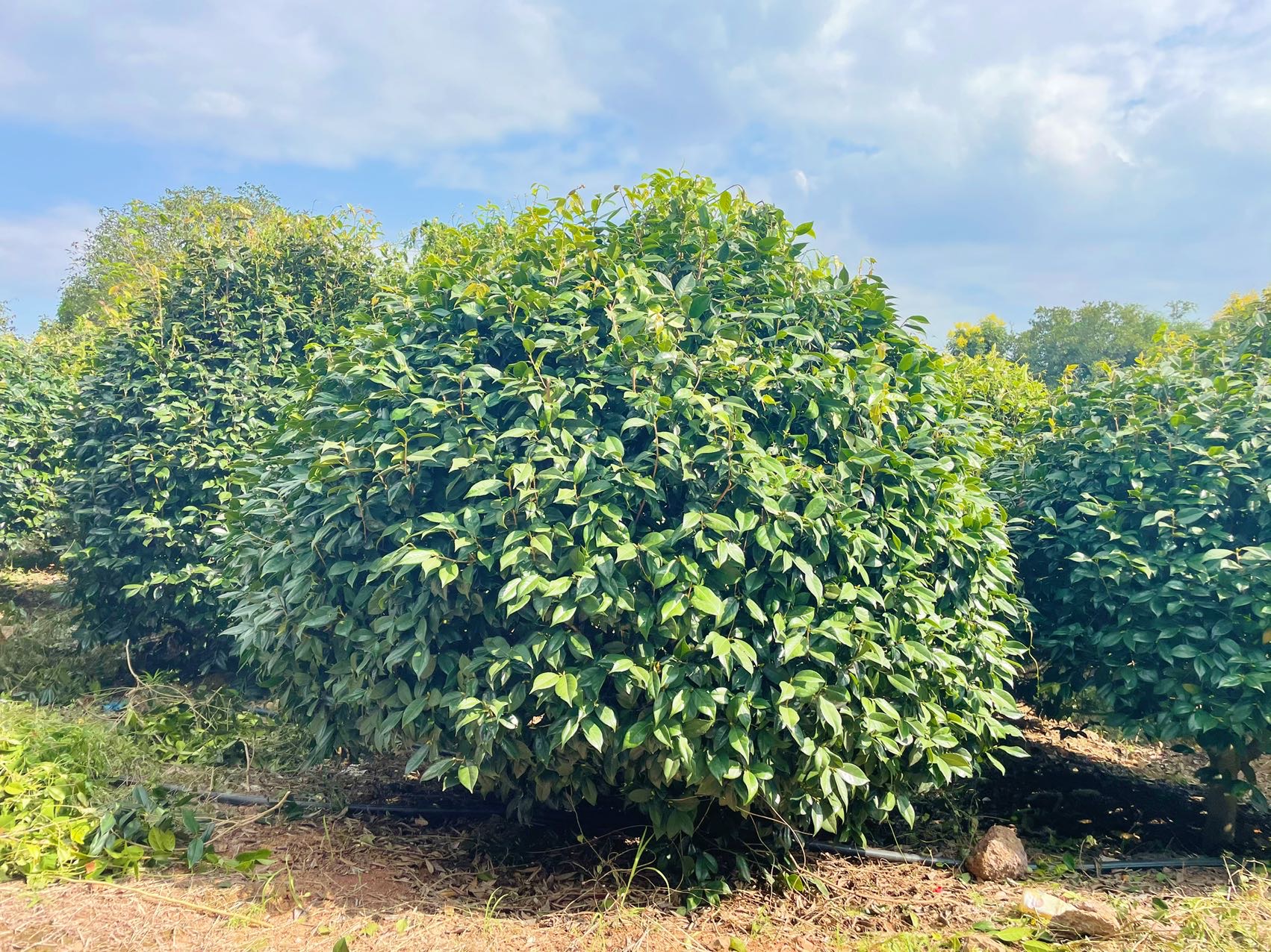 美人茶实拍