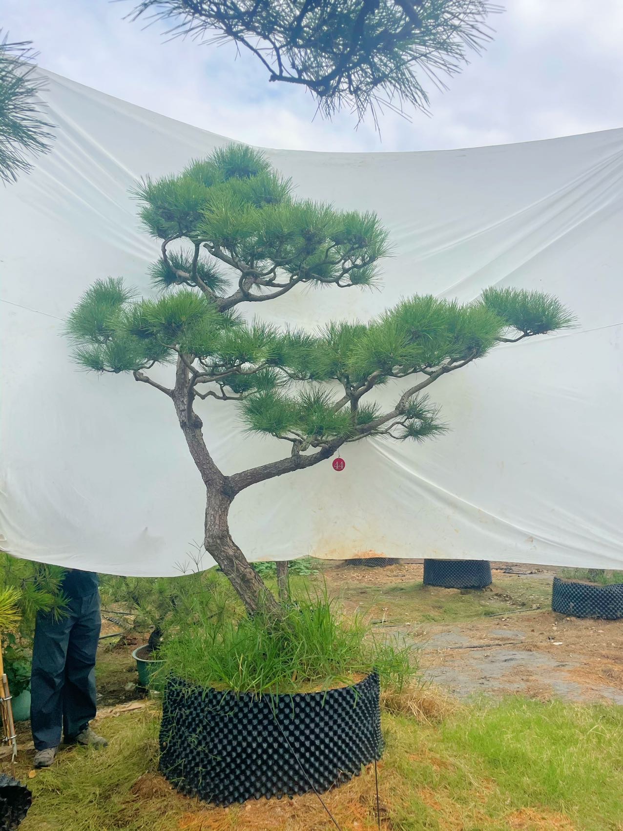 造型黑松实拍
