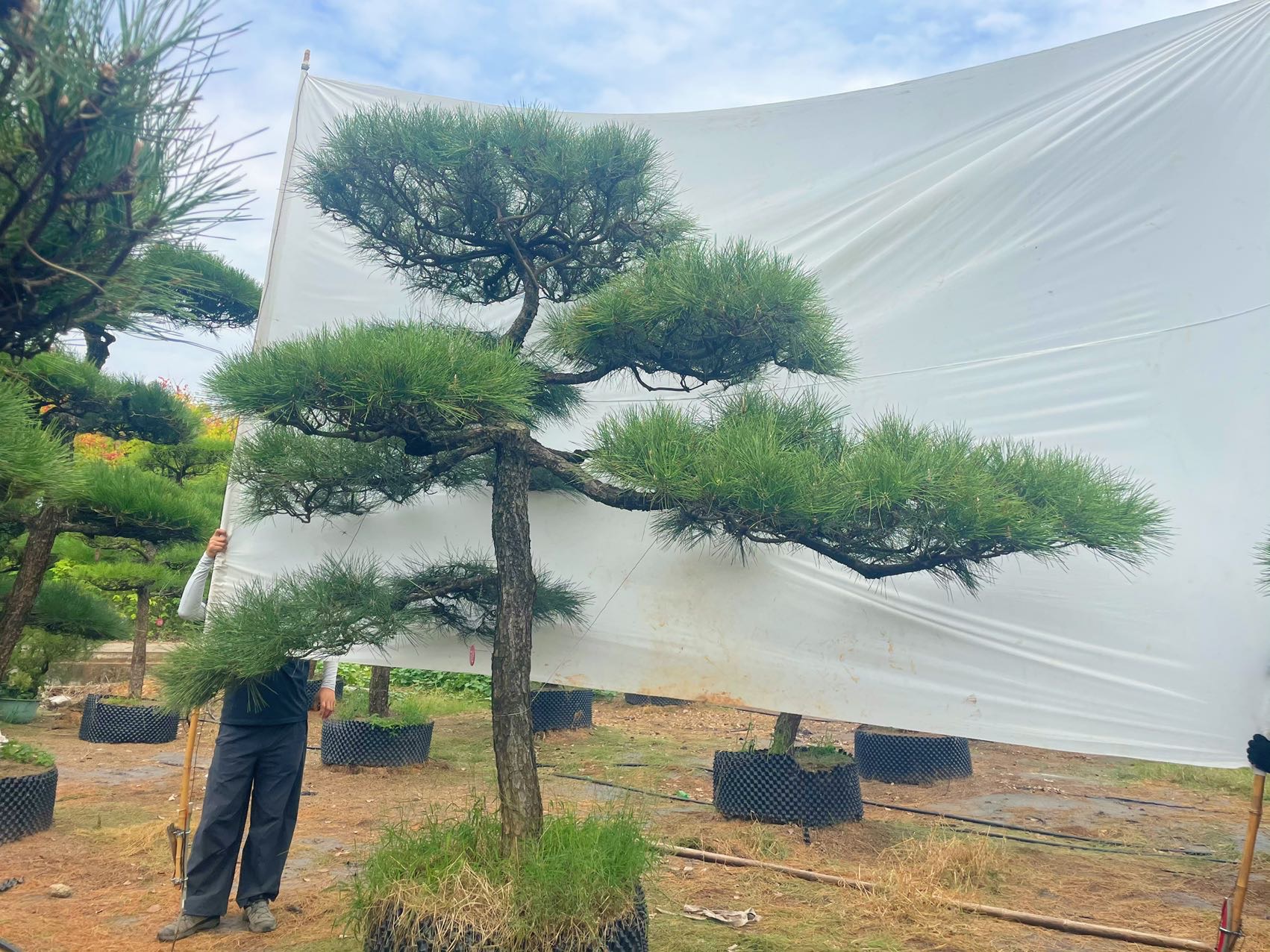 造型黑松实拍