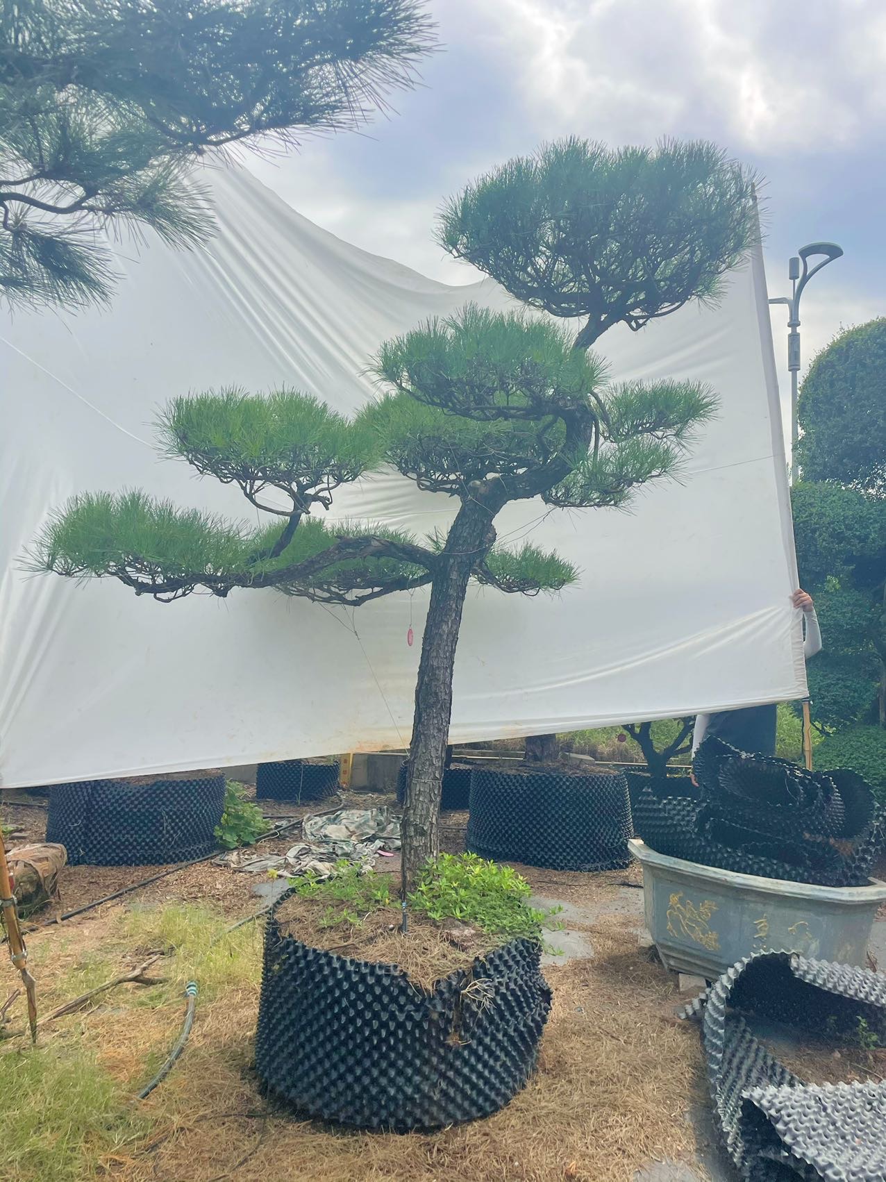 造型黑松实拍