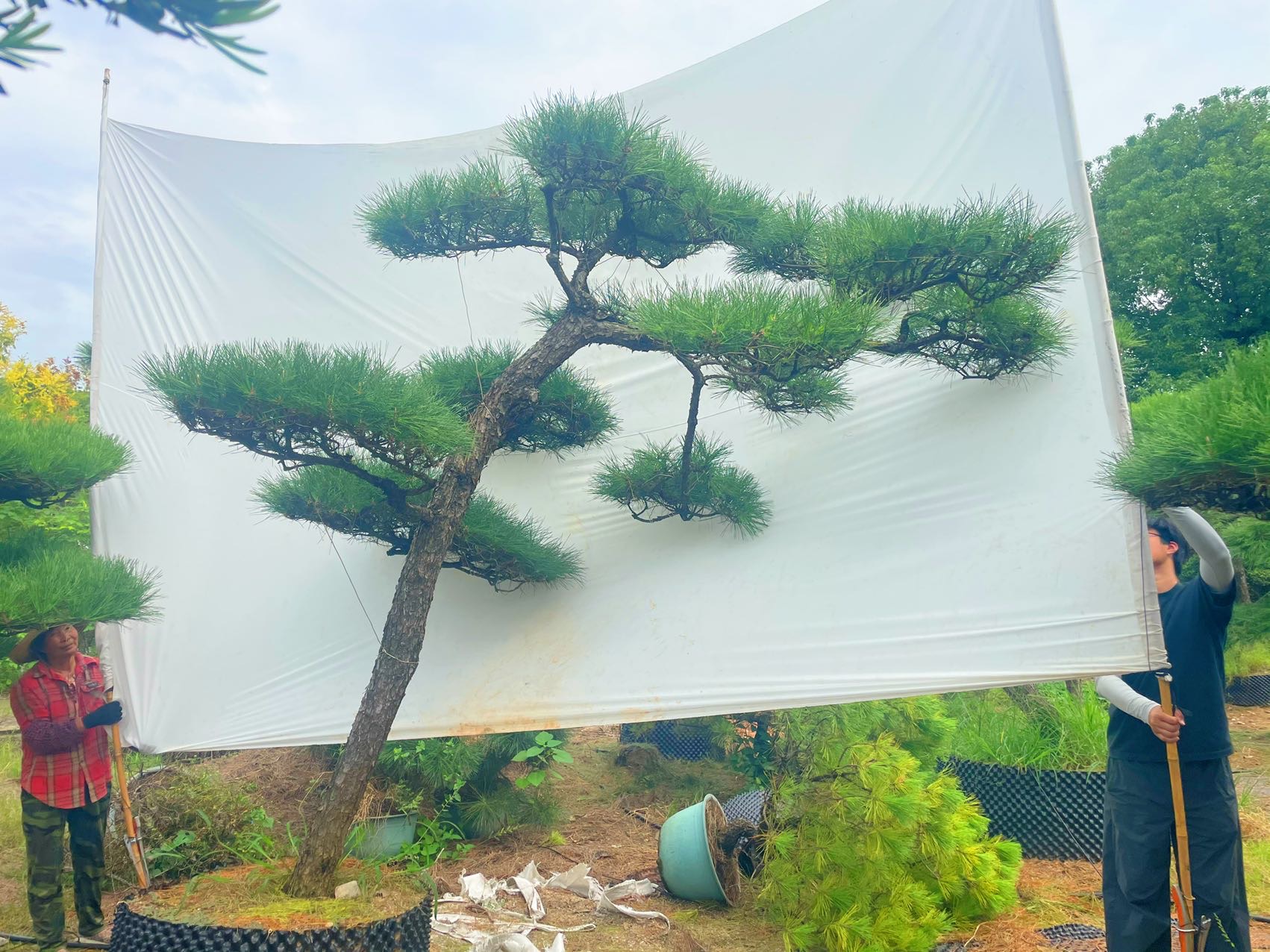 造型黑松实拍