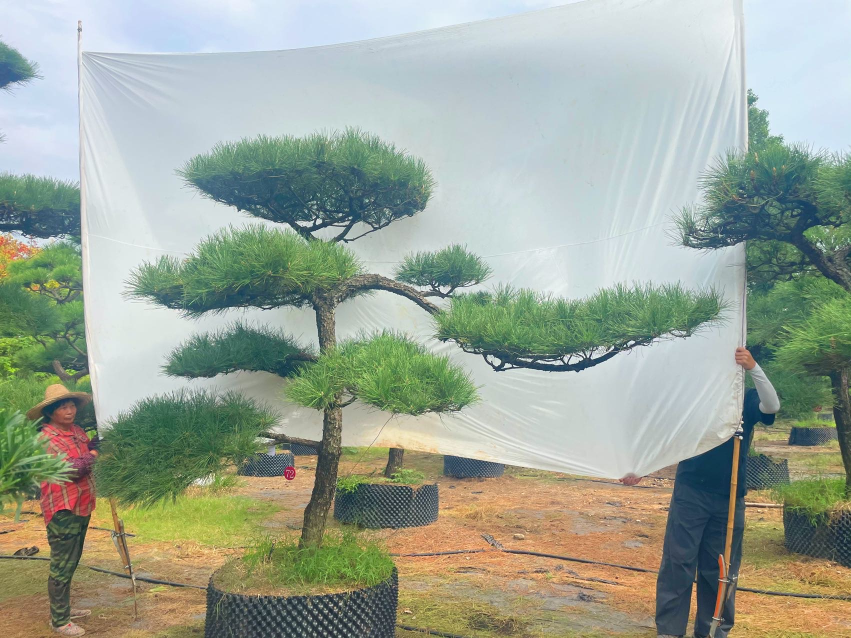造型黑松实拍