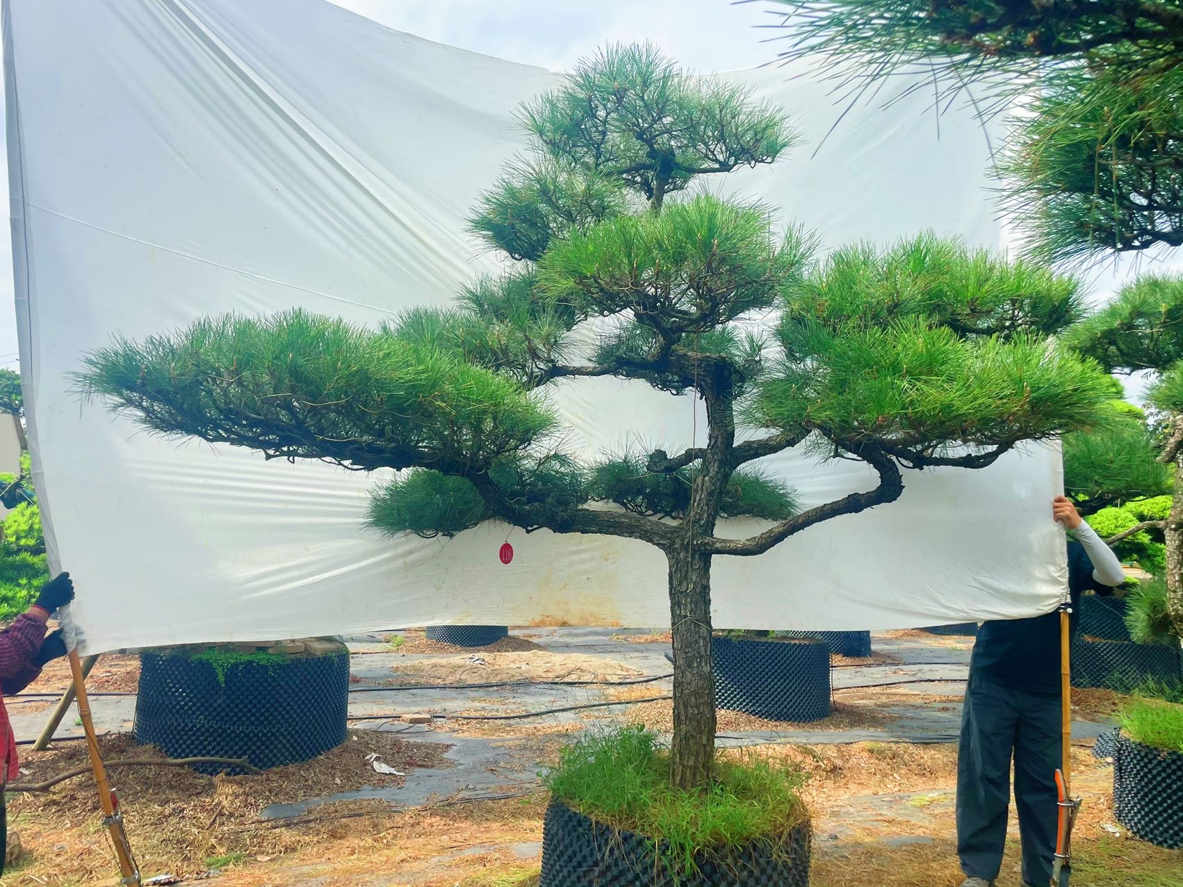造型黑松实拍