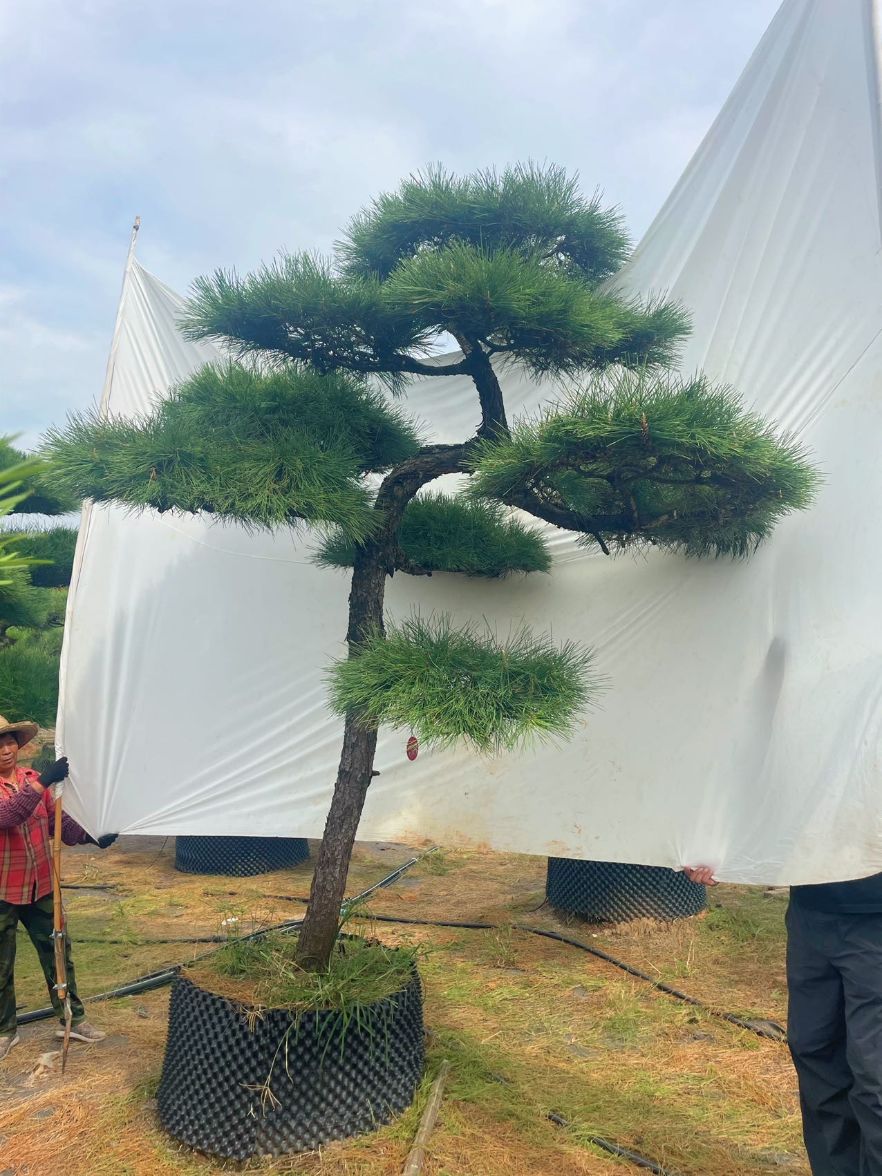 造型黑松实拍